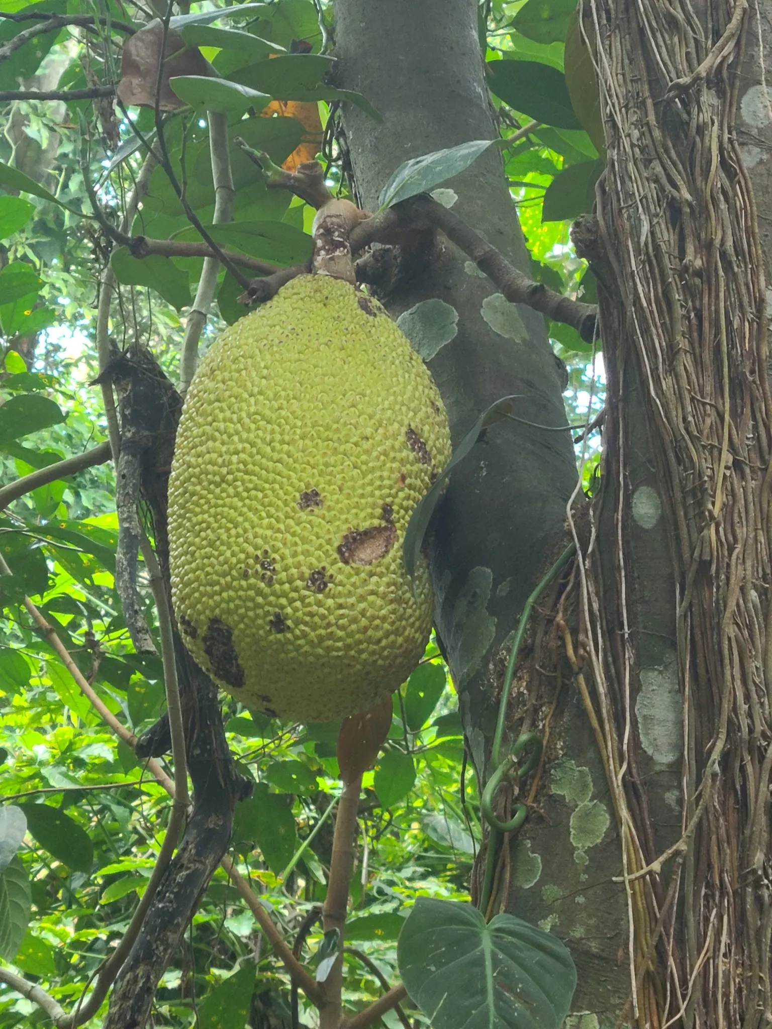 Jackfruit (Artocarpus Heterophyllus) — These provide a lush backdrop for its most notable feature - the fruit