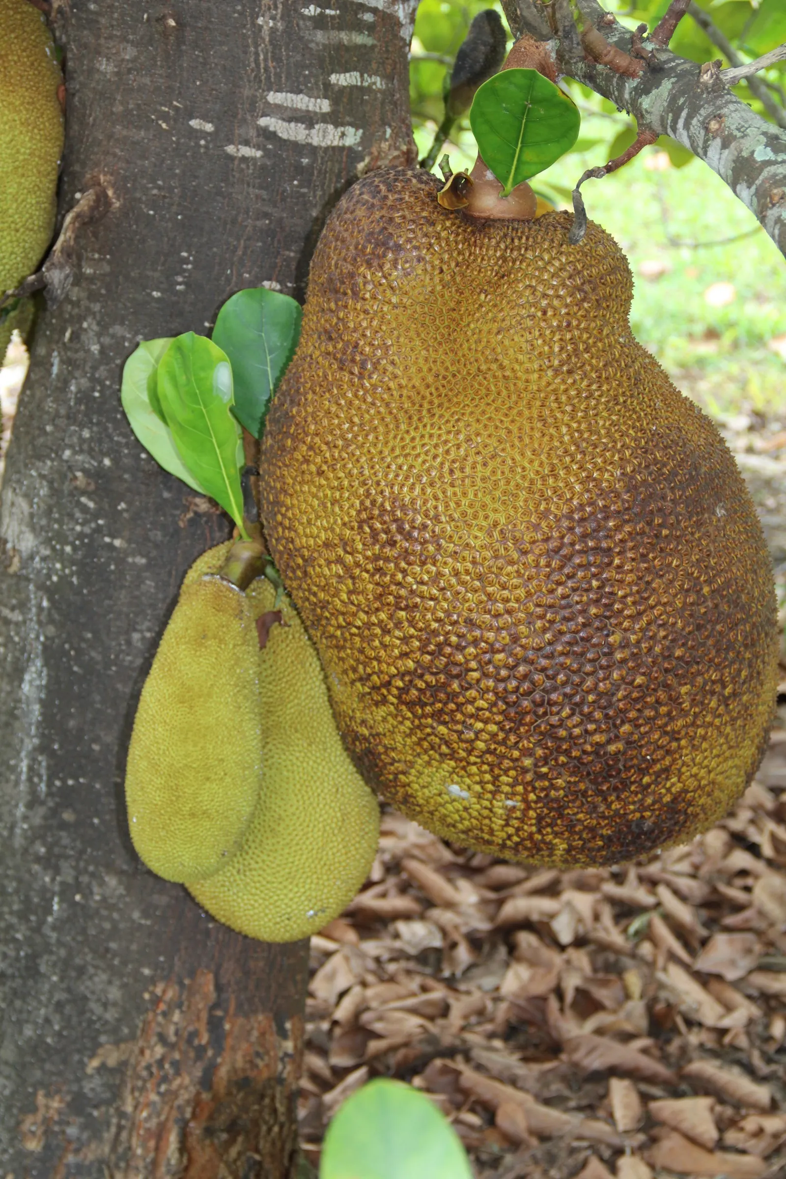 Jackfruit (Artocarpus Heterophyllus) — These provide a lush backdrop for its most notable feature - the fruit; green flowers in the garden, image 93