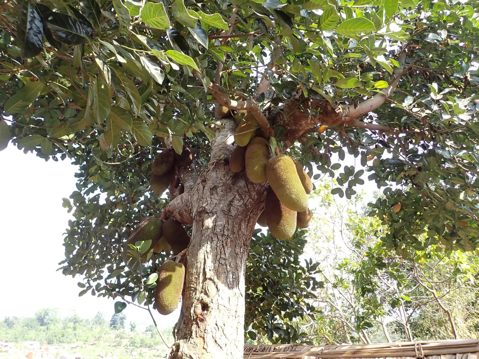 Jackfruit (Artocarpus Heterophyllus) — Prefers well-drained soil; jackfruit is noteworthy for its versatile
