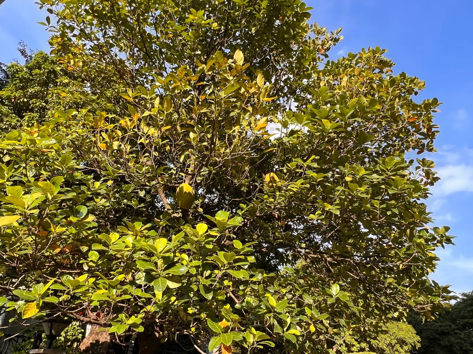 Jackfruit (Artocarpus Heterophyllus) — is a tropical evergreen that can reach up to 80 feet tall