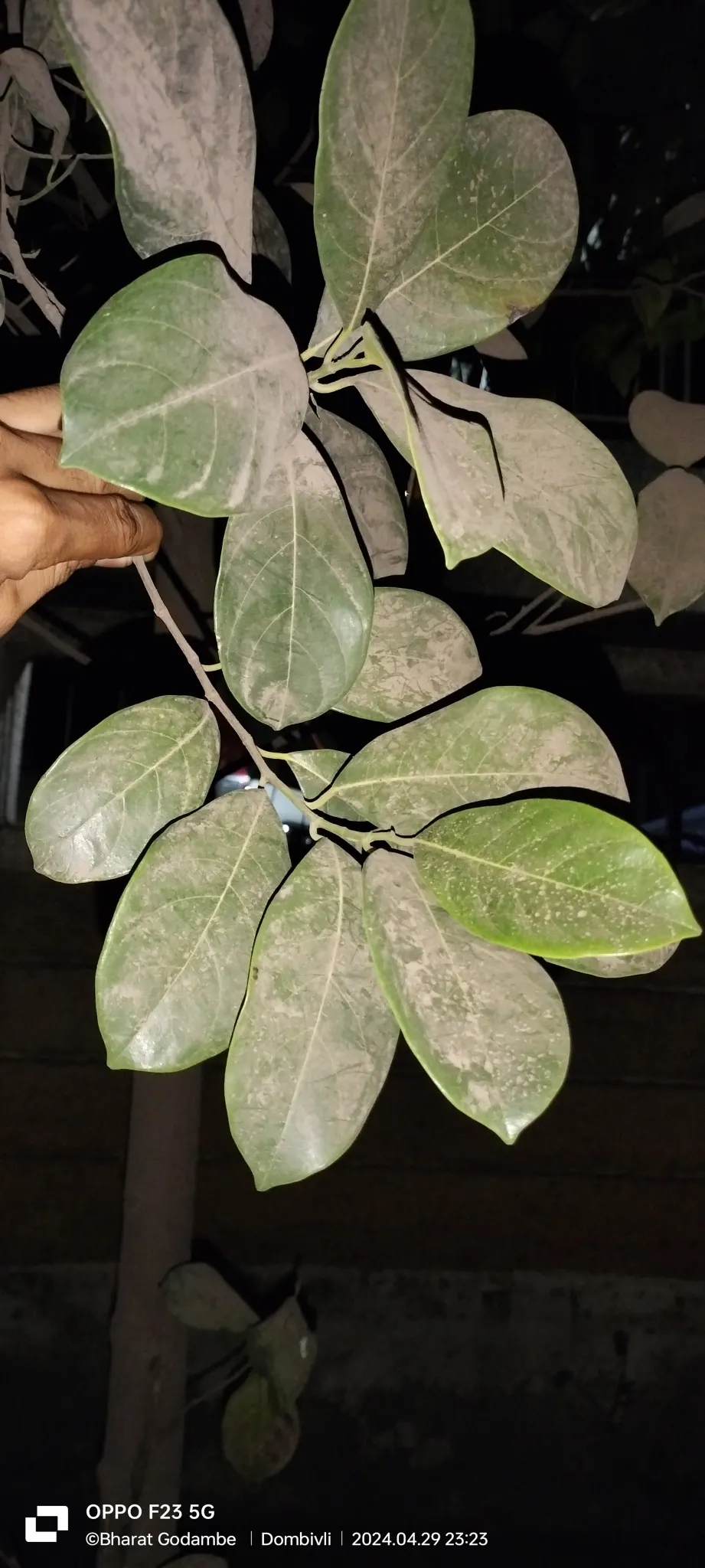 Jackfruit (Artocarpus Heterophyllus) — For optimal fruit production and healthy growth