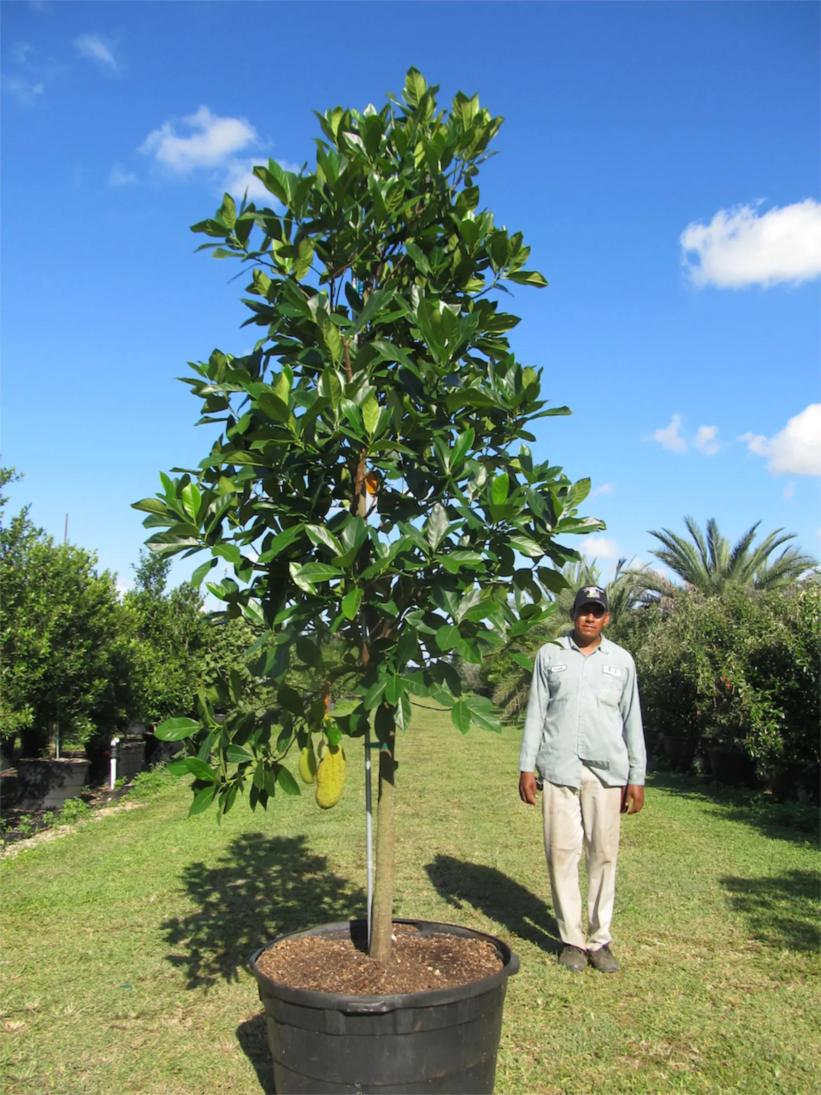 Jackfruit (Artocarpus Heterophyllus) — is a tropical evergreen that can reach up to 80 feet tall; it is important to note its substantial growth, image 80
