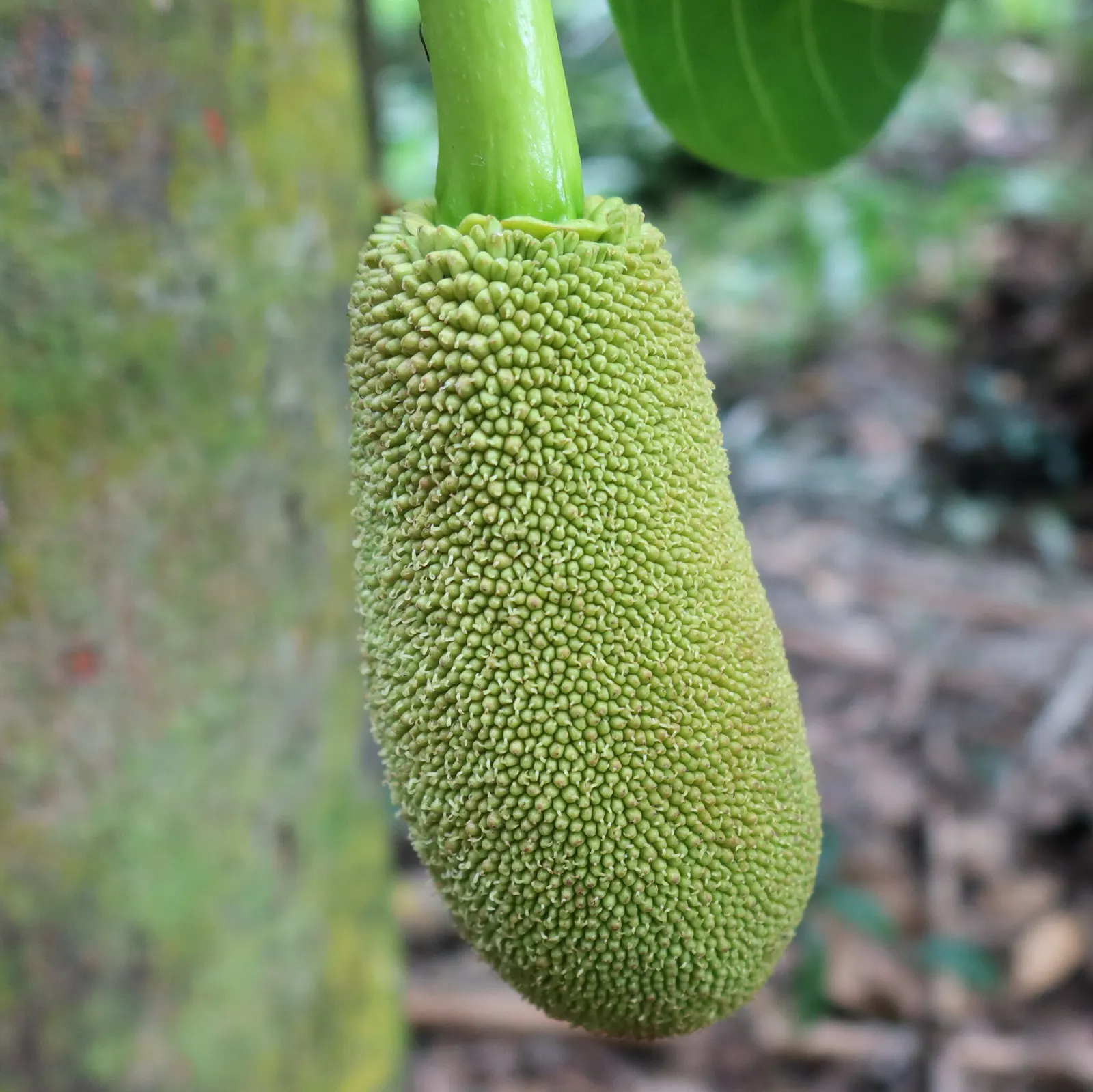 Jackfruit (Artocarpus Heterophyllus) — leathery leaves that can measure up to 9 inches long; its flesh is sweet and aromatic, image 66