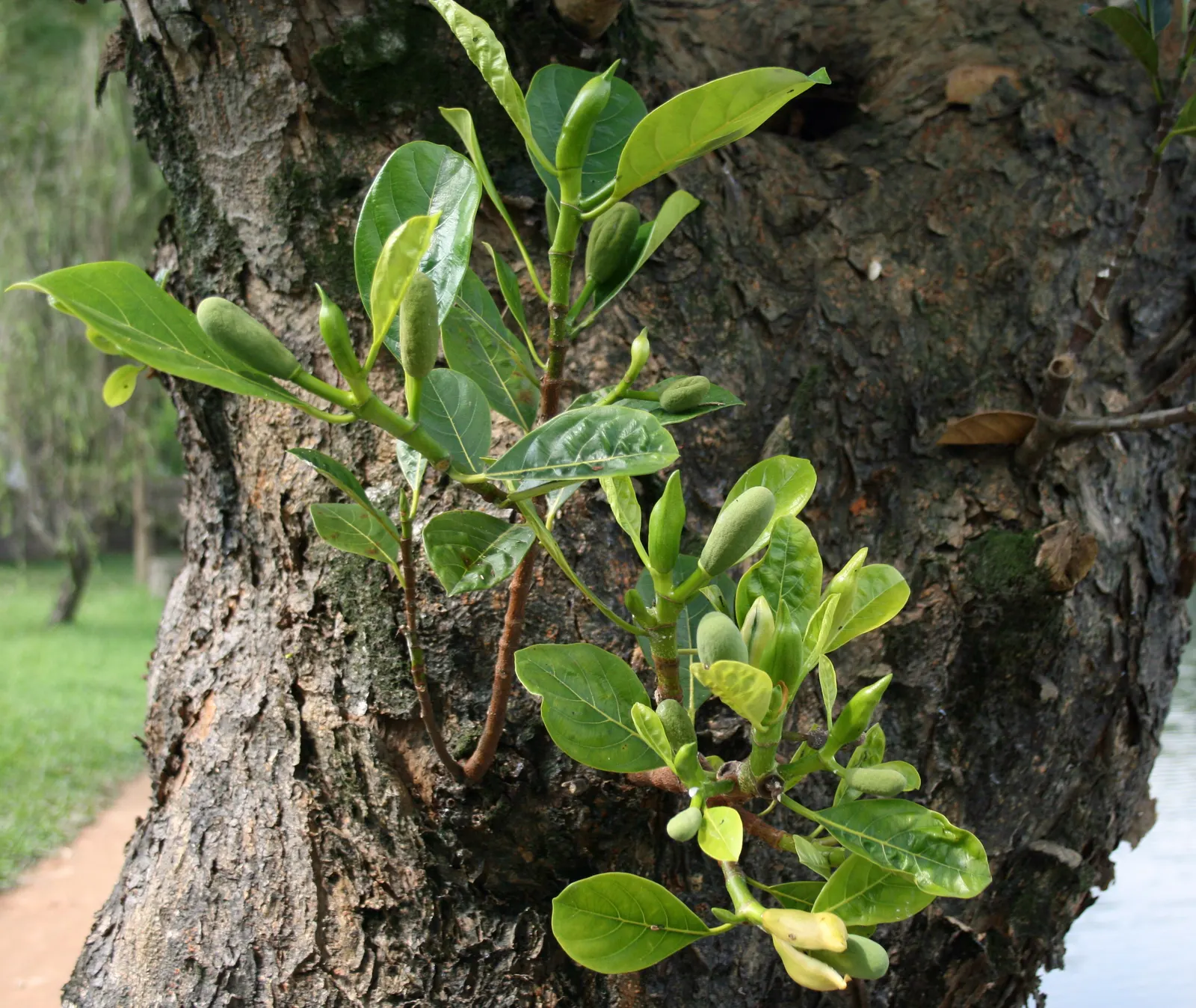 Jackfruit (Artocarpus Heterophyllus) — Prefers well-drained soil