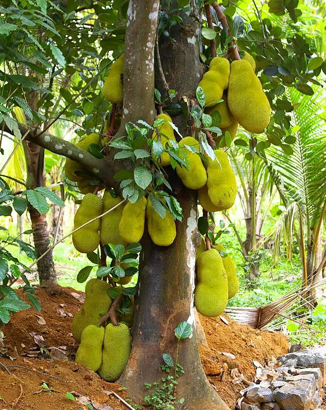 Jackfruit (Artocarpus Heterophyllus) — The tree produces massive fruits, often weighing 10 to 50 pounds, with a bumpy, green exterior; tree with green blooms