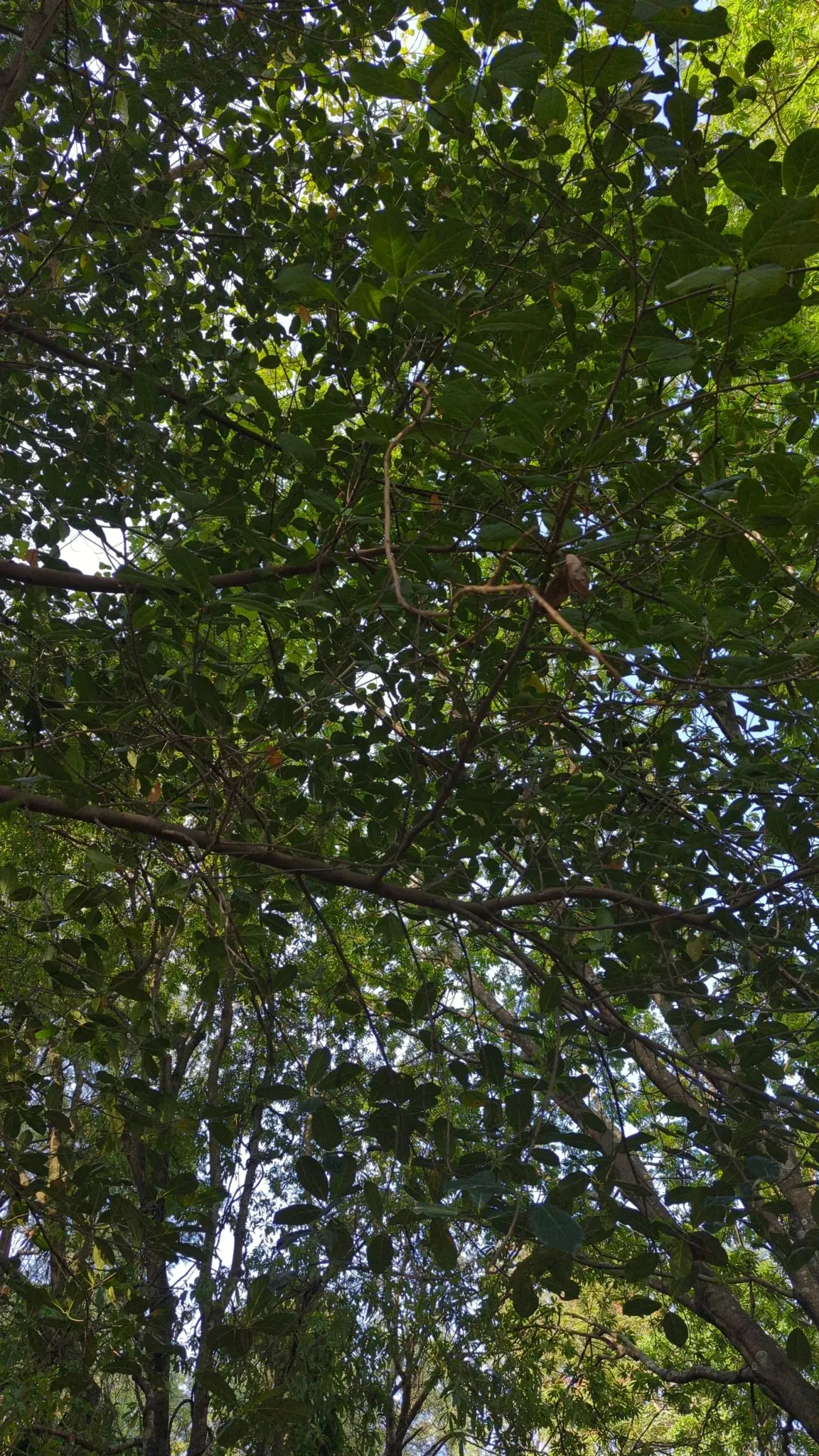 Jackfruit (Artocarpus Heterophyllus) — it is important to note its substantial growth potential; introducing the Jackfruit tree to a garden adds both aesthetic