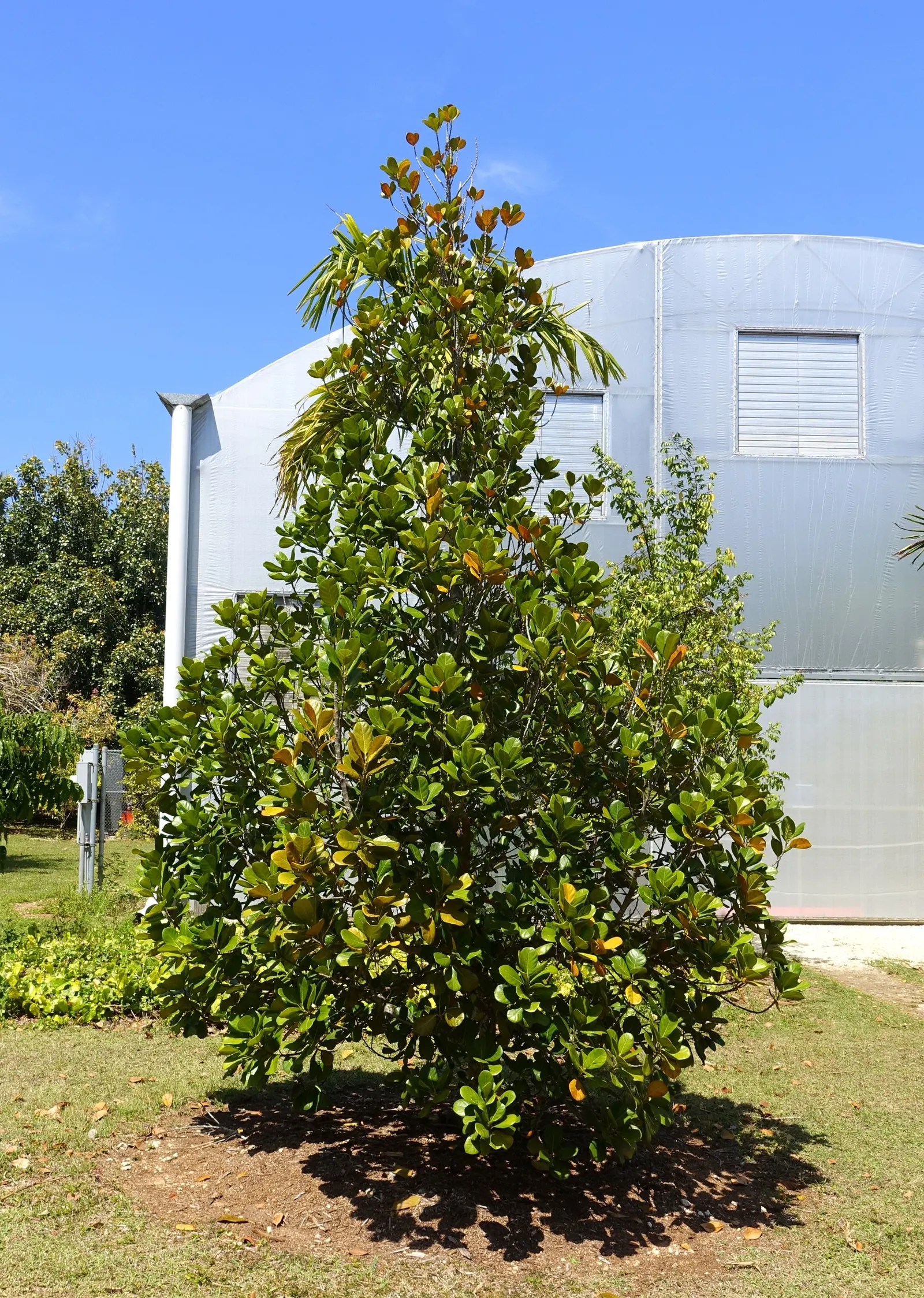 Jackfruit (Artocarpus Heterophyllus) — The massive jackfruit can weigh anywhere from 10 to 60 pounds and can grow up to 35 inches in length; prefers, image 94