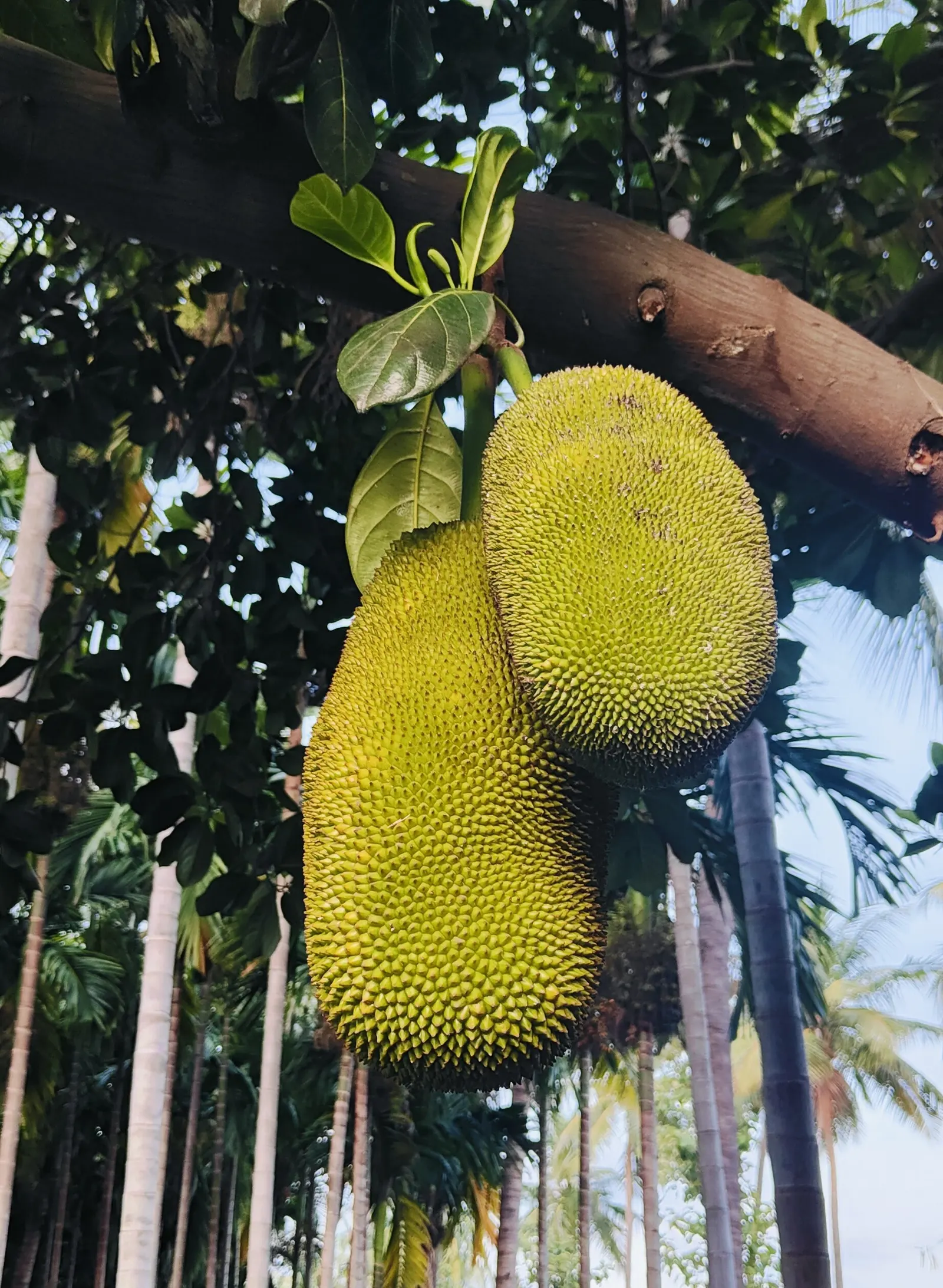 Jackfruit (Artocarpus Heterophyllus) — Introducing the Jackfruit tree to a garden adds both aesthetic appeal and functional value
