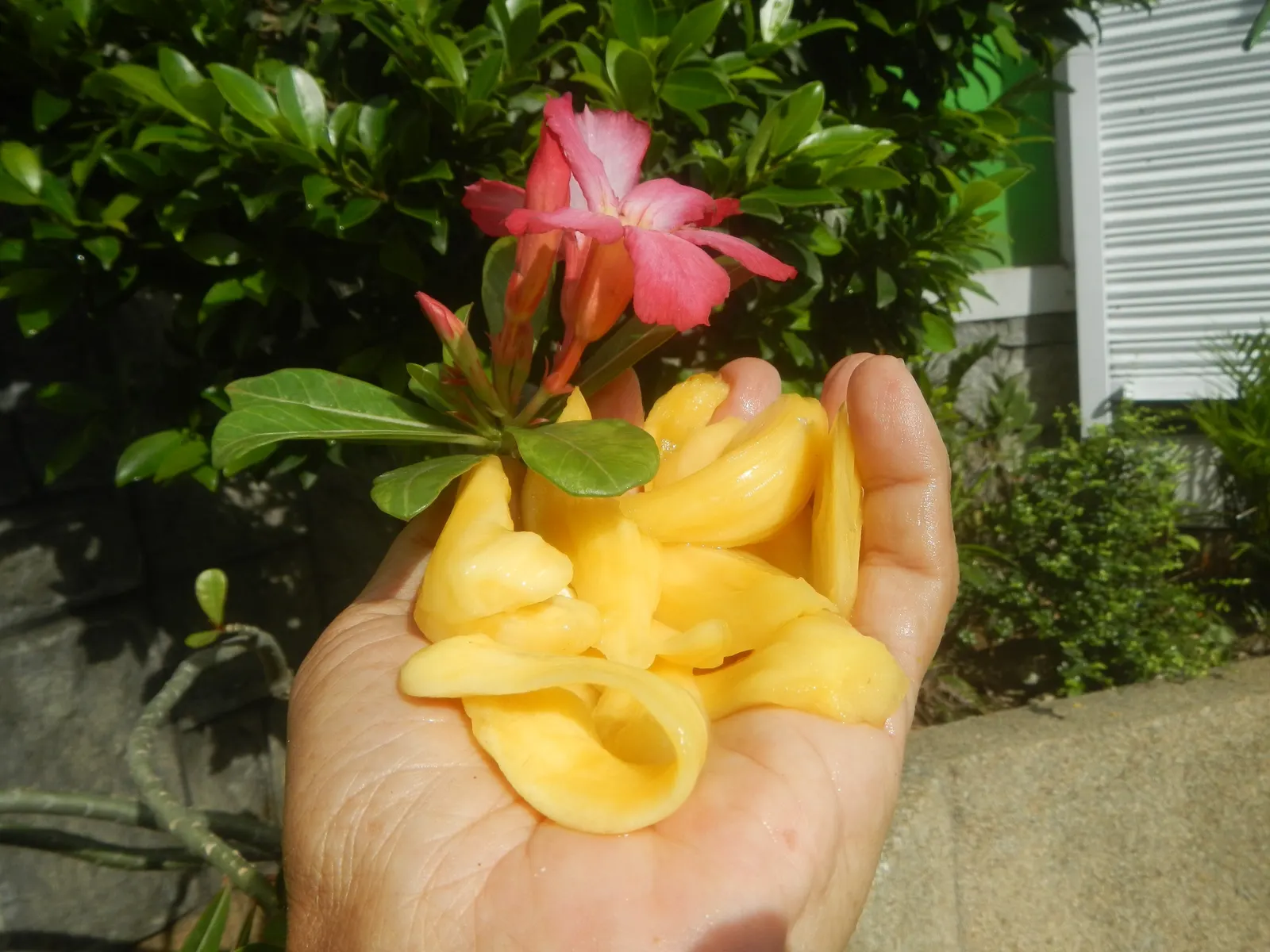 Jackfruit (Artocarpus Heterophyllus) — Reaching heights of up to 30 to 70 feet with a canopy spread up to 40 feet; its large, dramatic leaves, spanning 6 to 9