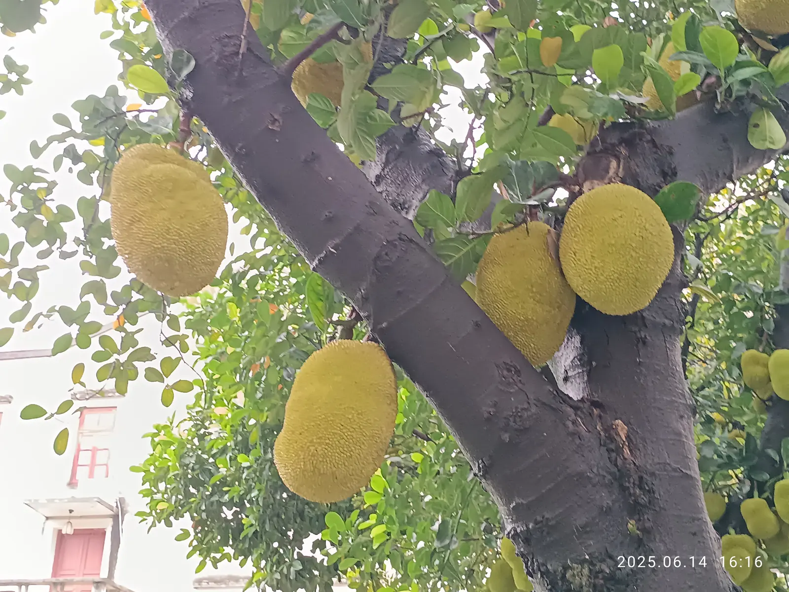 Jackfruit (Artocarpus Heterophyllus) — and a unique talking point for guests