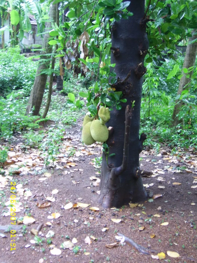 Jackfruit (Artocarpus Heterophyllus) — The Jackfruit (Artocarpus heterophyllus) is an exotic tropical tree renowned for its enormous