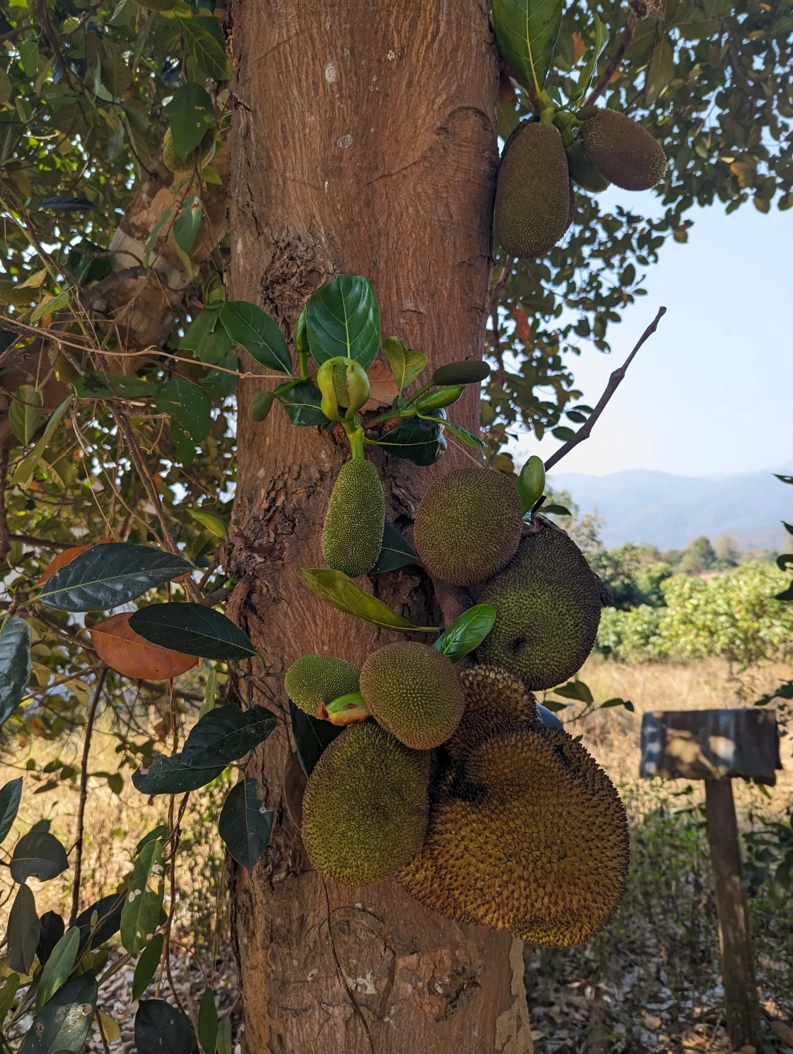 Jackfruit (Artocarpus Heterophyllus) — leathery leaves that can measure up to 9 inches long; its flesh is sweet and aromatic, image 92
