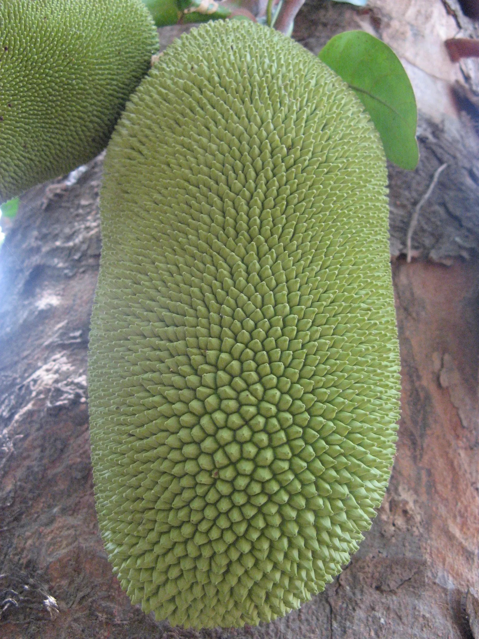 Jackfruit (Artocarpus Heterophyllus) — it serves as a focal point specimen or as part of a tropical-themed garden; tree for full
