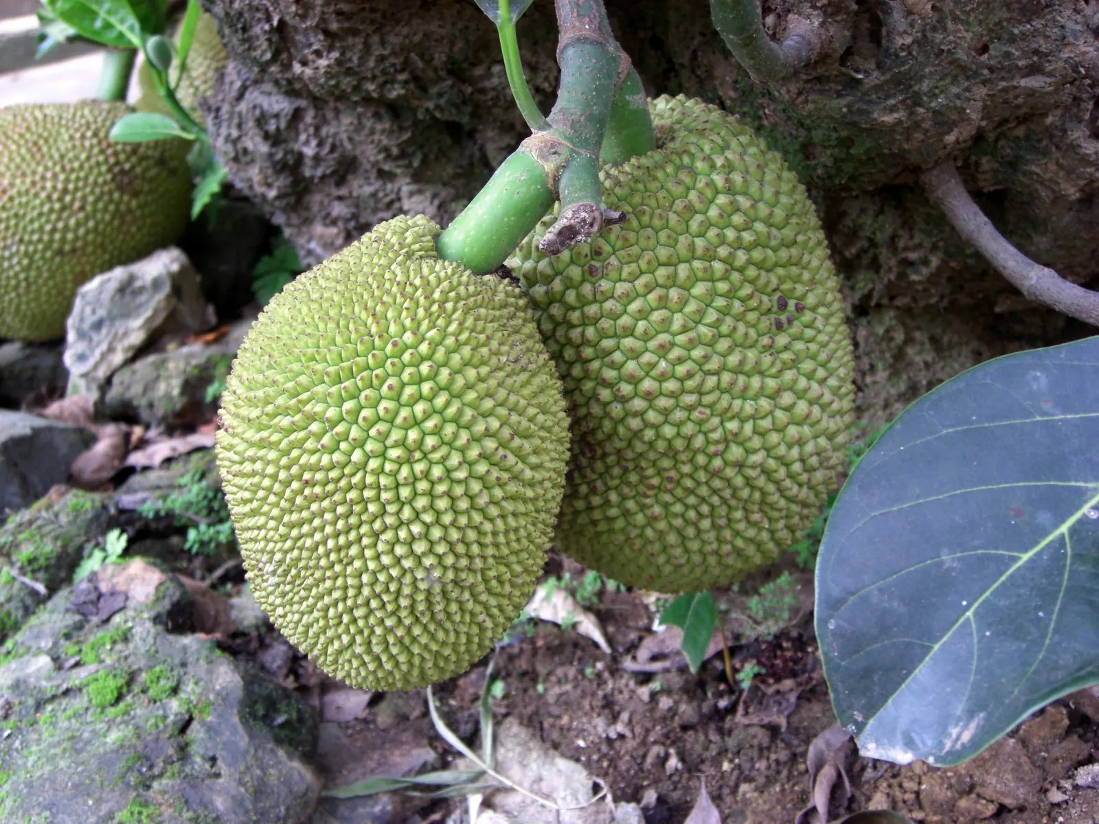 Jackfruit (Artocarpus Heterophyllus) — commonly known as Jackfruit; the tree produces massive fruits, often weighing 10 to 50 pounds, with a bumpy, image 53