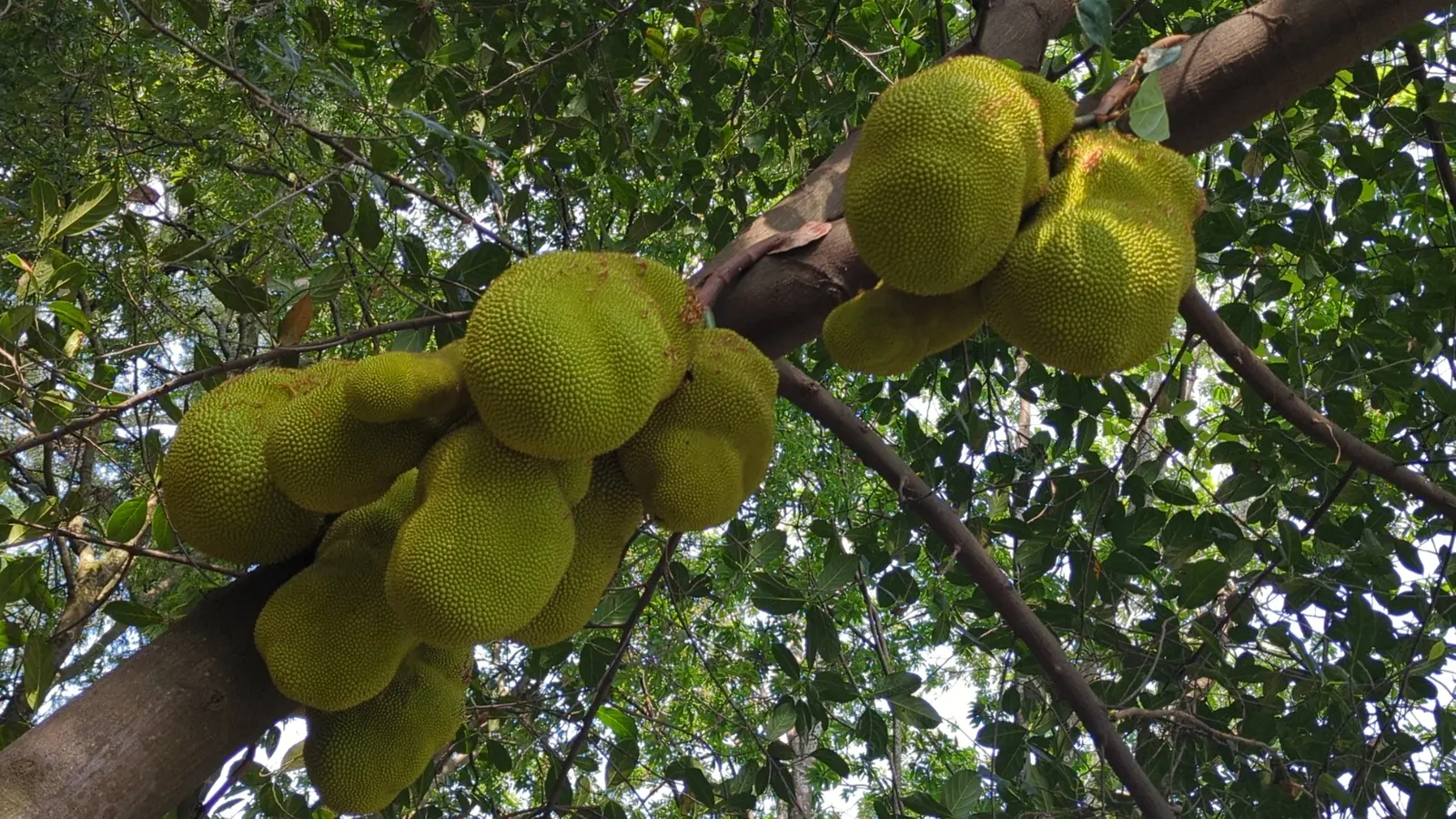 Jackfruit (Artocarpus Heterophyllus) — tree with green blooms