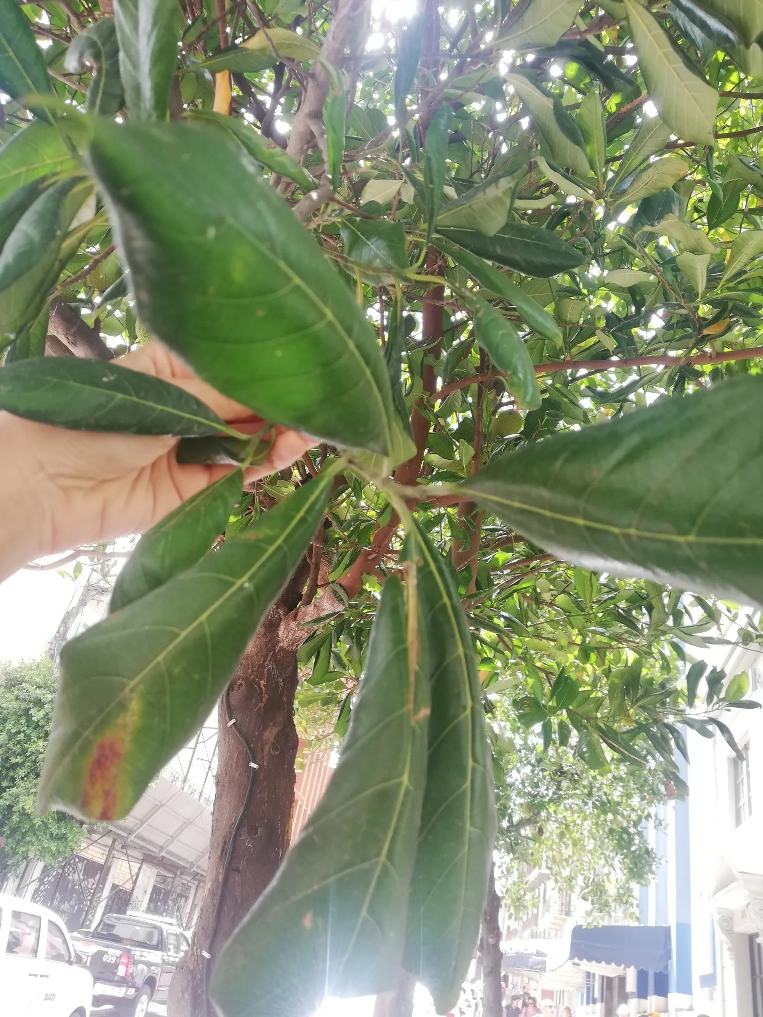 Jackfruit (Artocarpus Heterophyllus) — green flowers in the garden; delectable fruit and strikingly beautiful foliage