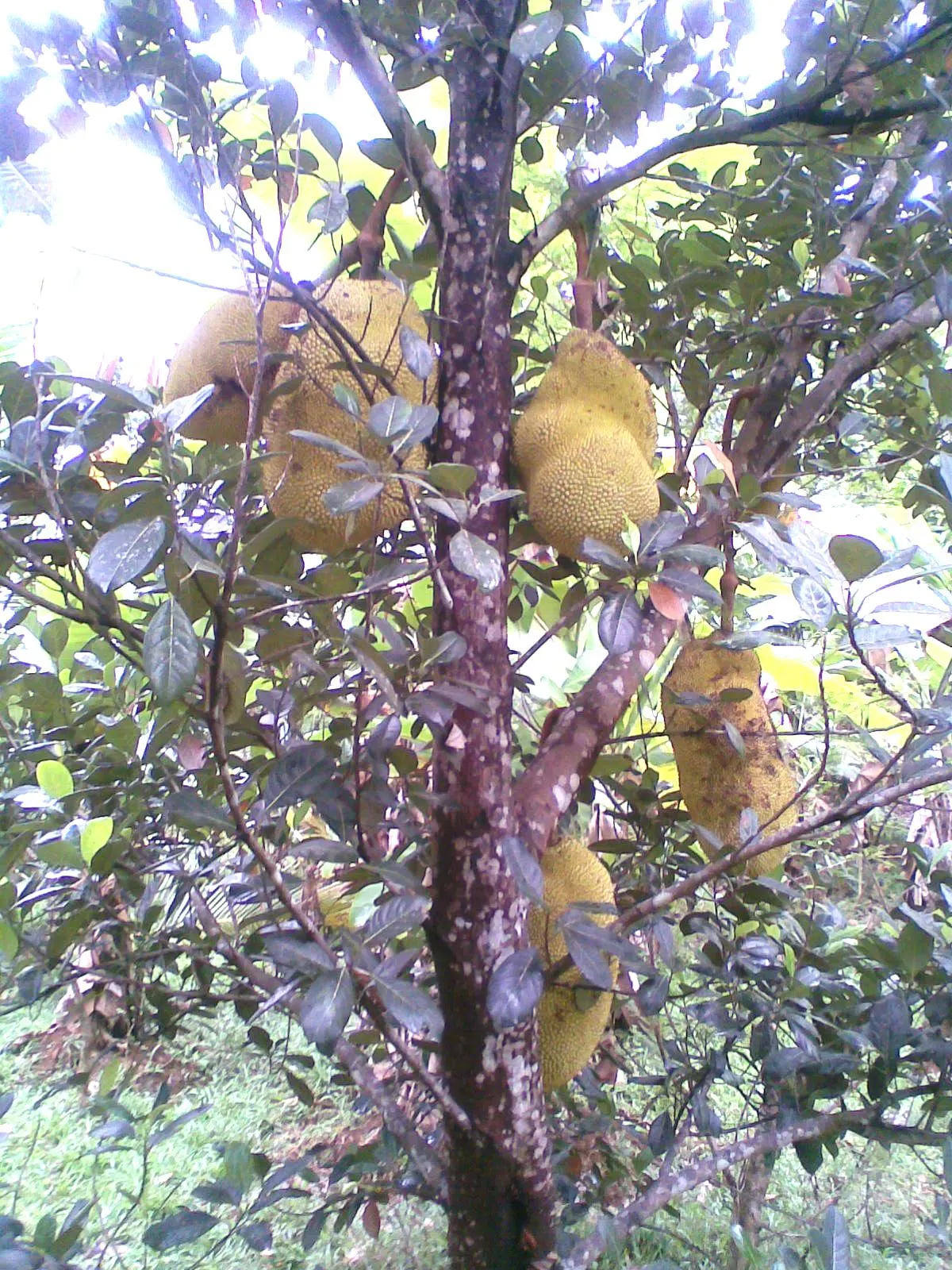 Jackfruit (Artocarpus Heterophyllus) — For optimal fruit production and healthy growth; when considering the incorporation of this magnificent, image 91