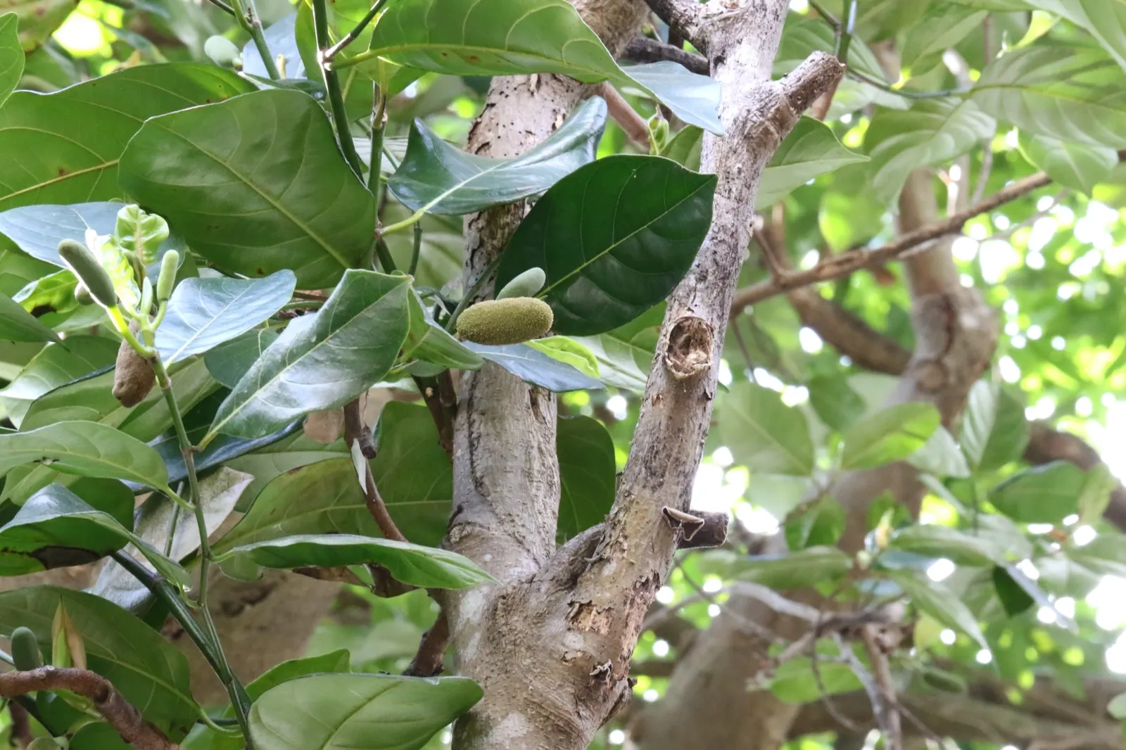 Jackfruit (Artocarpus Heterophyllus) — Jackfruit is noteworthy for its versatile; for optimal fruit production and healthy growth