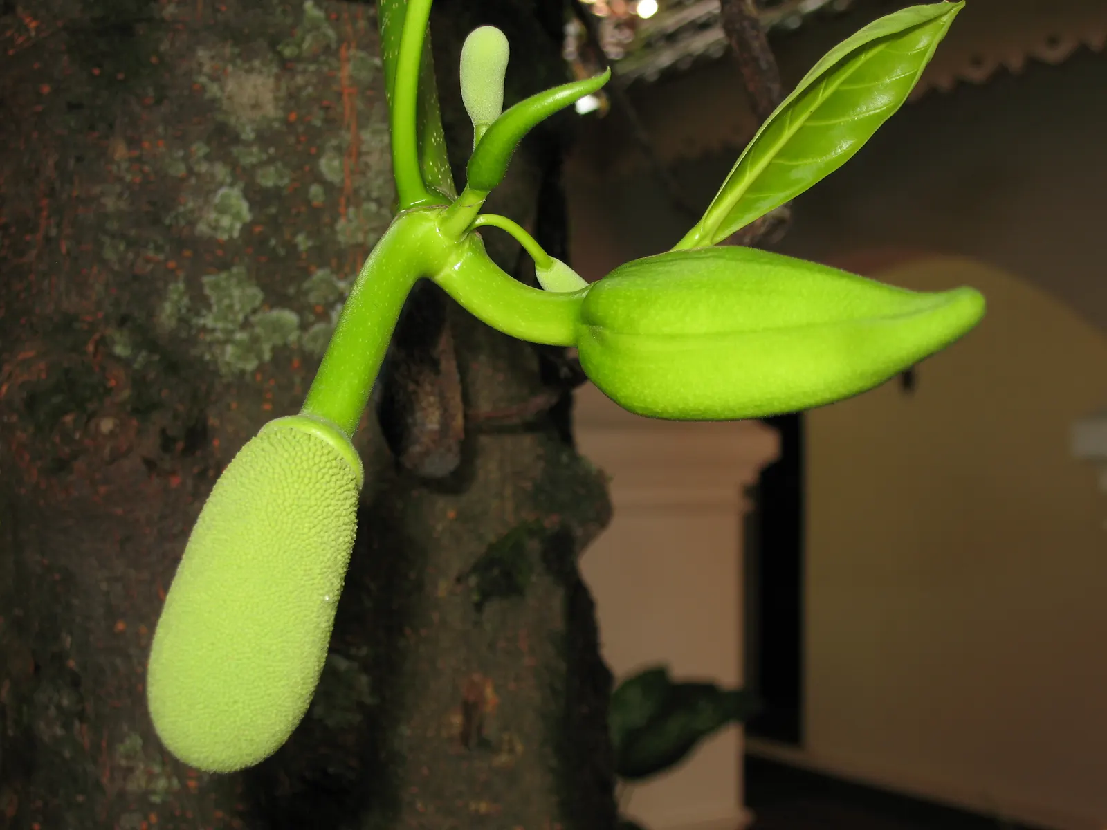Jackfruit (Artocarpus Heterophyllus) — When considering the incorporation of this magnificent species into a landscape design