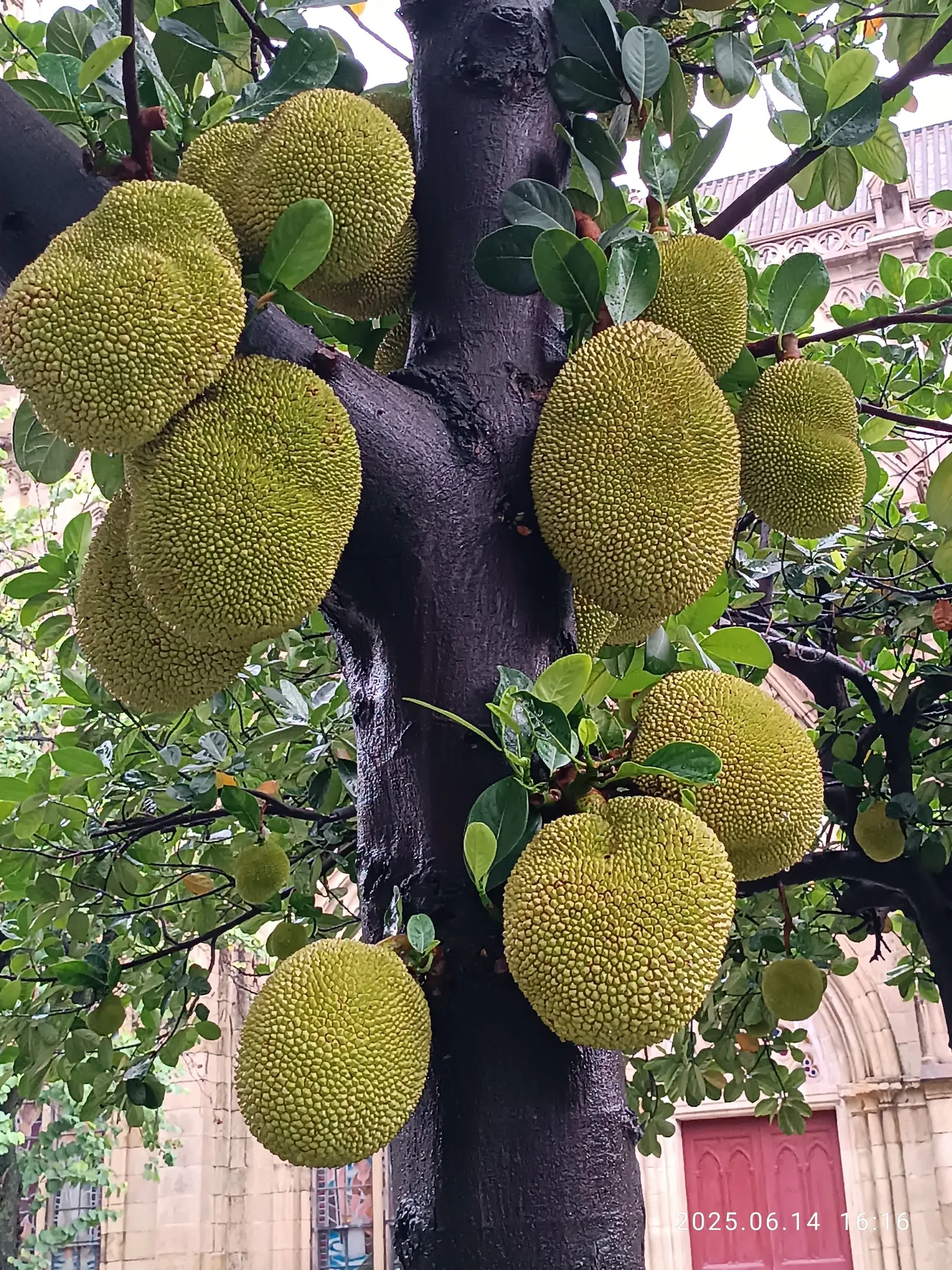 Jackfruit (Artocarpus Heterophyllus) — For optimal fruit production and healthy growth; when considering the incorporation of this magnificent species into a