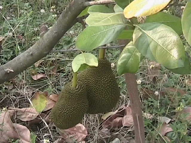 Jackfruit (Artocarpus Heterophyllus) — Prefers well-drained soil; jackfruit is noteworthy for its versatile, image 83