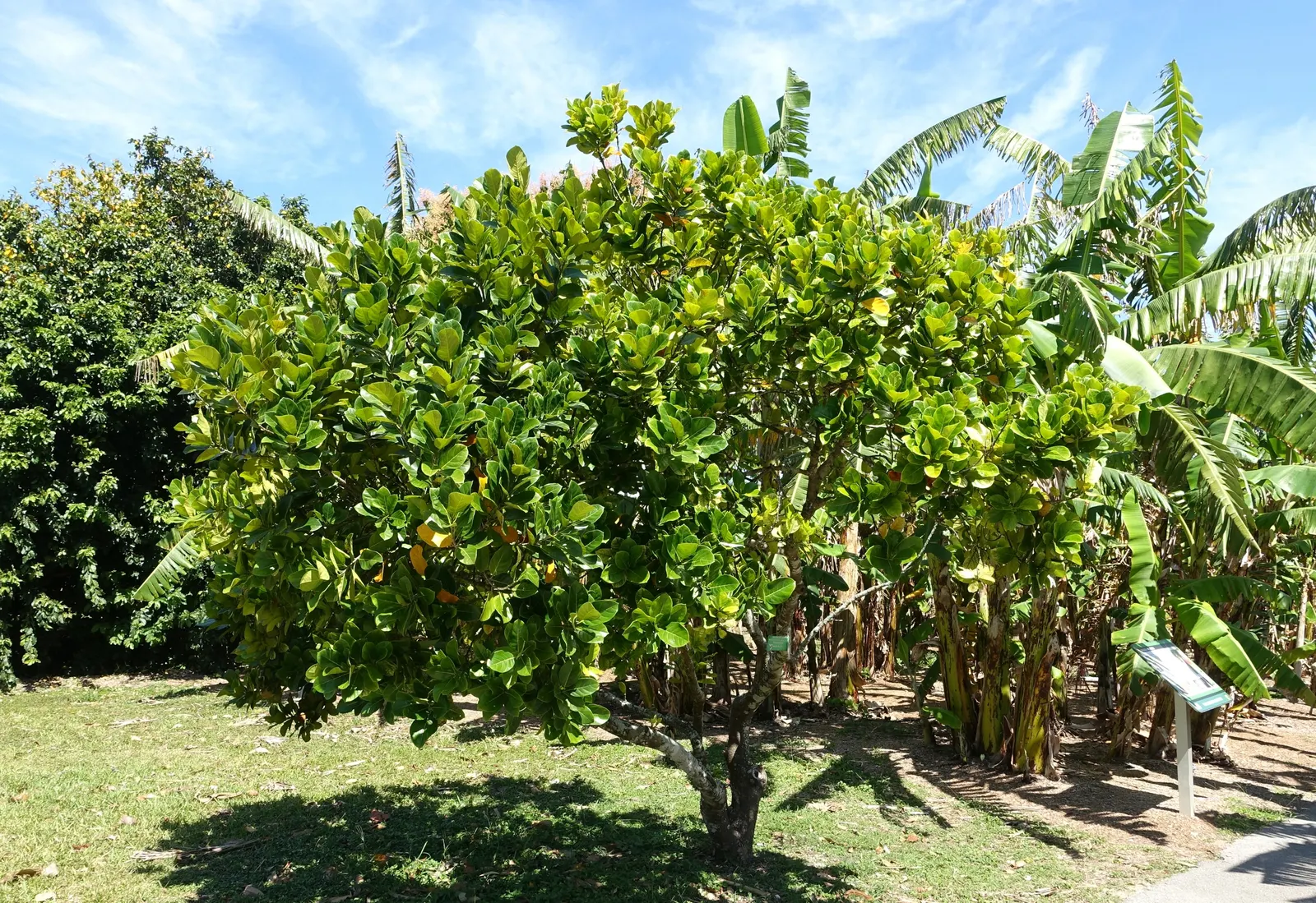 Jackfruit (Artocarpus Heterophyllus) — Jackfruit is noteworthy for its versatile; for optimal fruit production and healthy growth, image 84