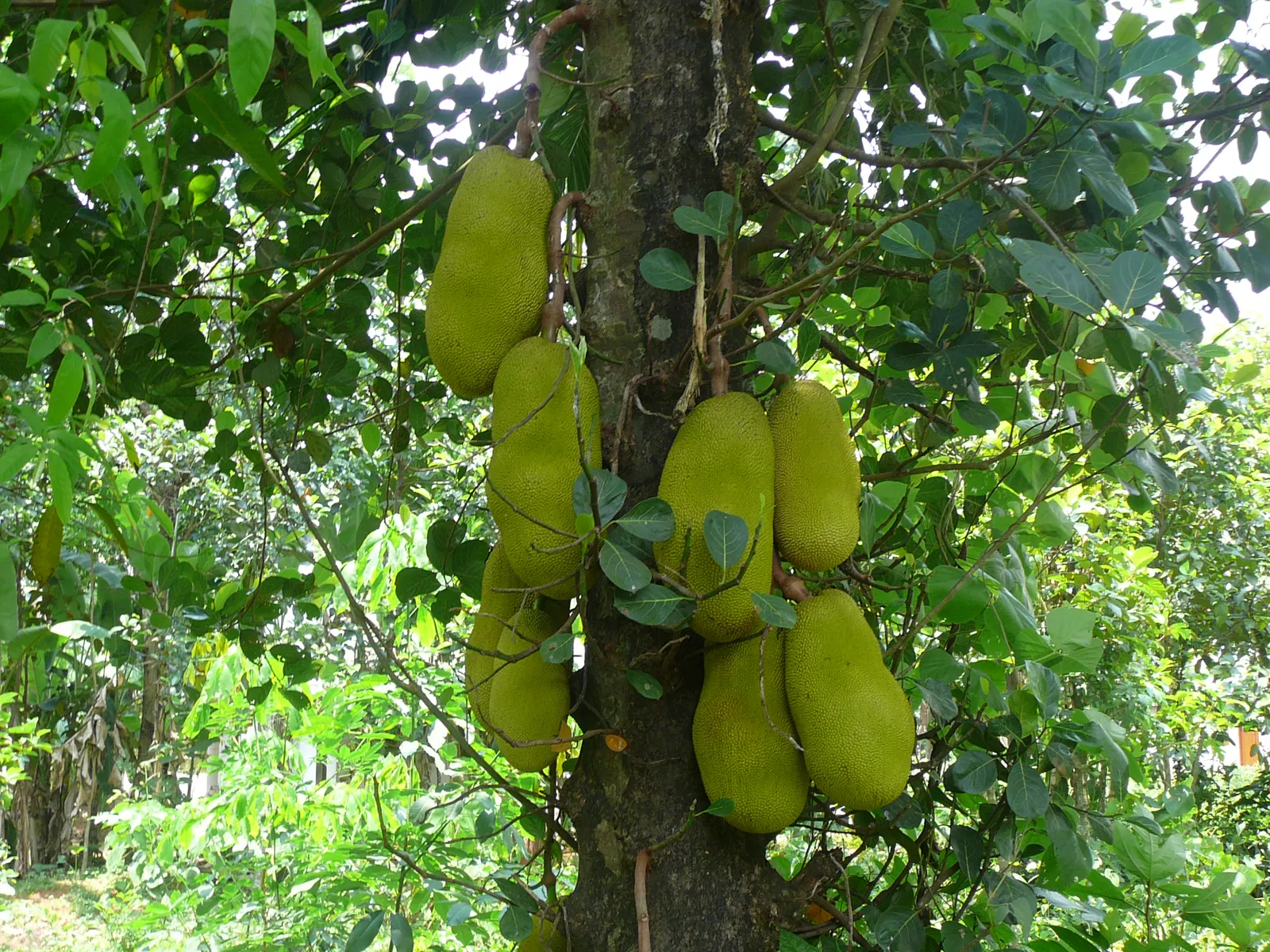 Jackfruit (Artocarpus Heterophyllus) — it is important to note its substantial growth potential; introducing the Jackfruit tree to a garden adds, image 63