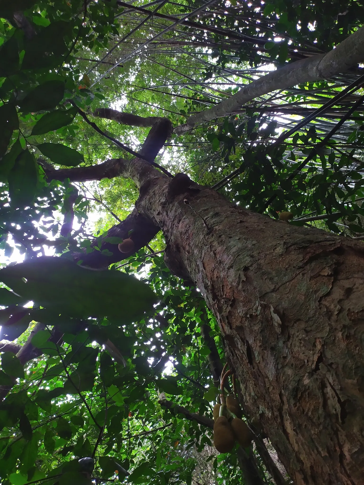 Jackfruit (Artocarpus Heterophyllus) — often enjoyed in culinary dishes or raw.<br><br>In landscaping; it serves as a focal point specimen or as part of a