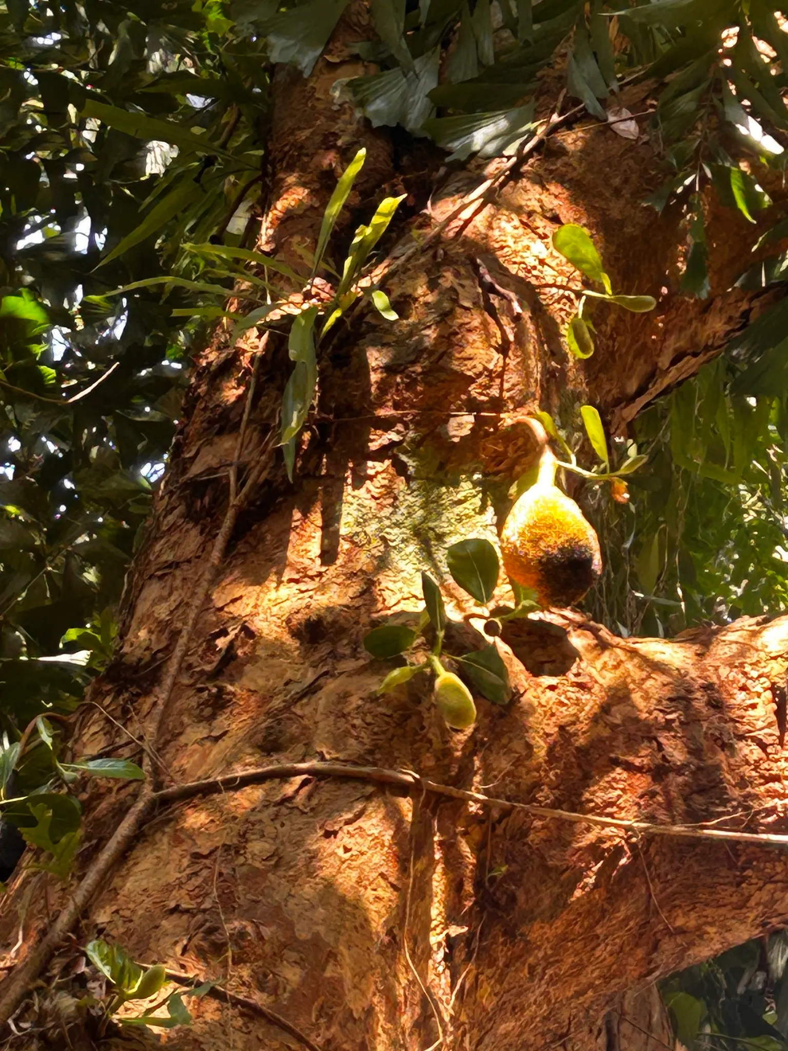 Jackfruit (Artocarpus Heterophyllus) — The Jackfruit (Artocarpus heterophyllus) is an exotic tropical tree renowned for its enormous; commonly, image 60