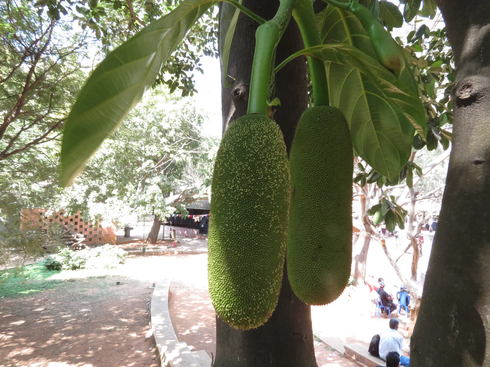 Jackfruit (Artocarpus Heterophyllus) — Jackfruit is noteworthy for its versatile; for optimal fruit production and healthy growth, image 58