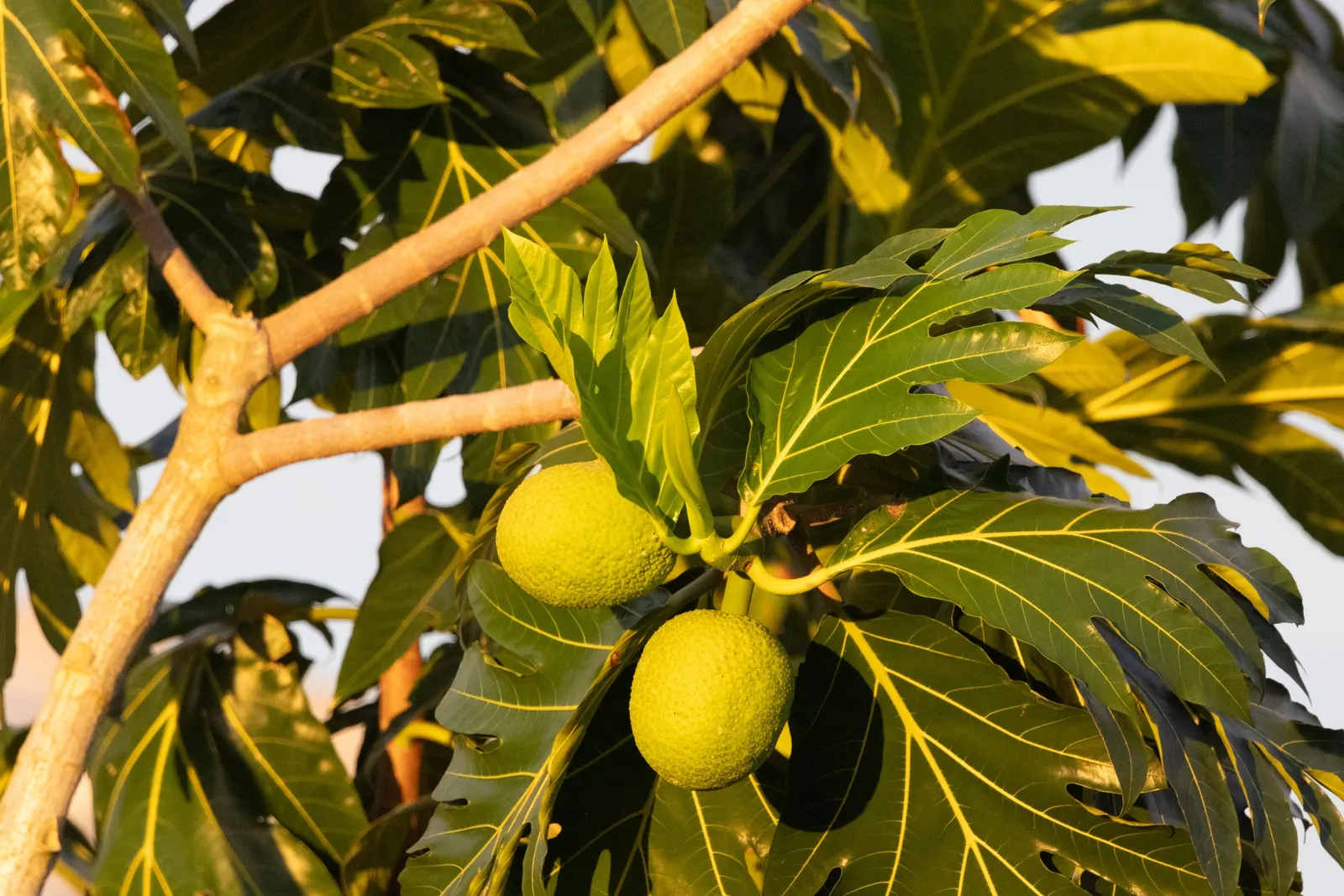 Jackfruit (Artocarpus Heterophyllus) — so space accordingly and be mindful of its extensive root system when planting near structures or pavement, image 73