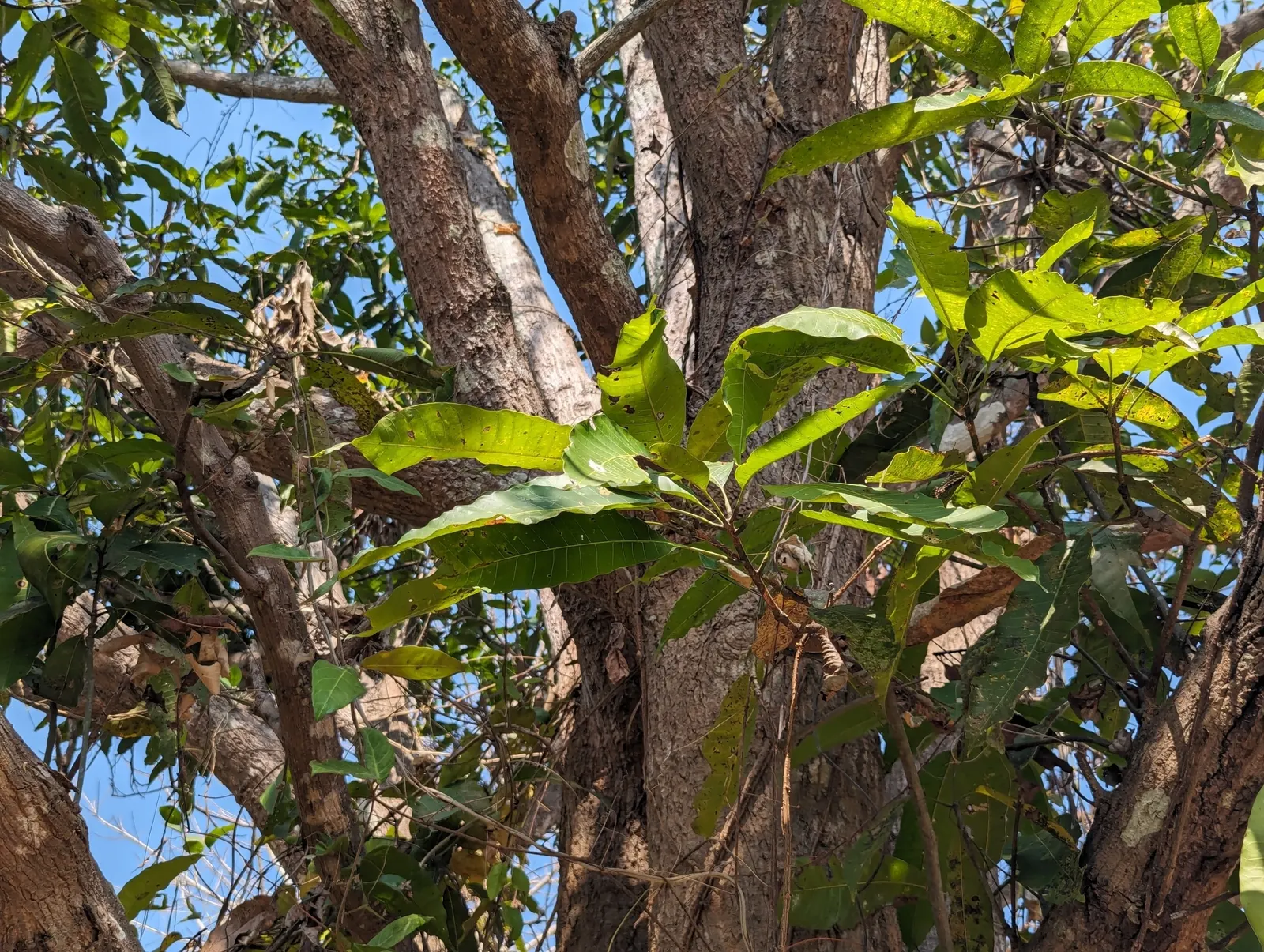 Jackfruit (Artocarpus Heterophyllus) — Consideration must be given to its size; which can be used in various culinary applications, image 72