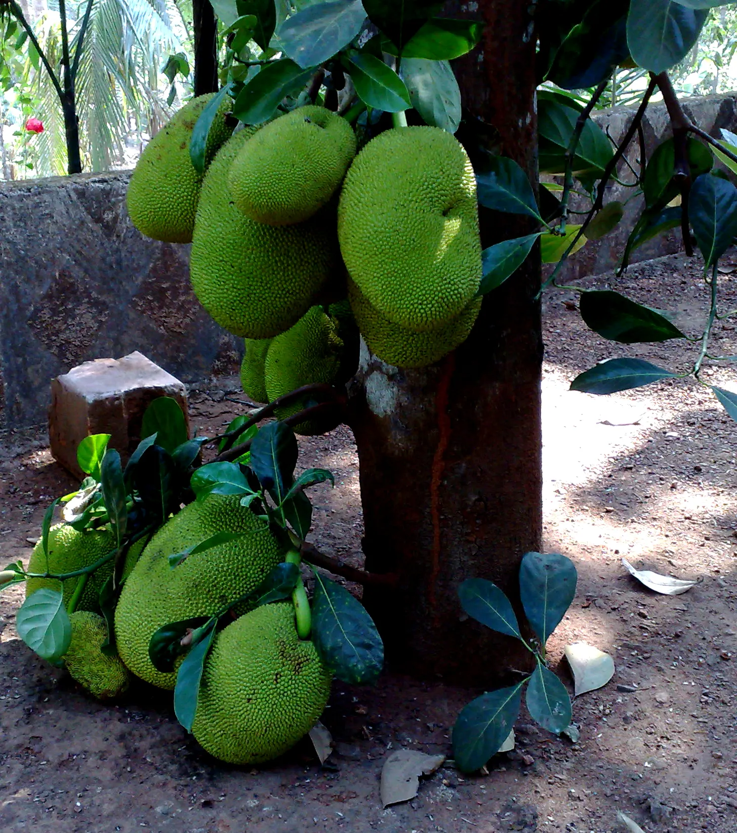 Jackfruit (Artocarpus Heterophyllus) — The tree produces massive fruits, often weighing 10 to 50 pounds, with a bumpy, green exterior