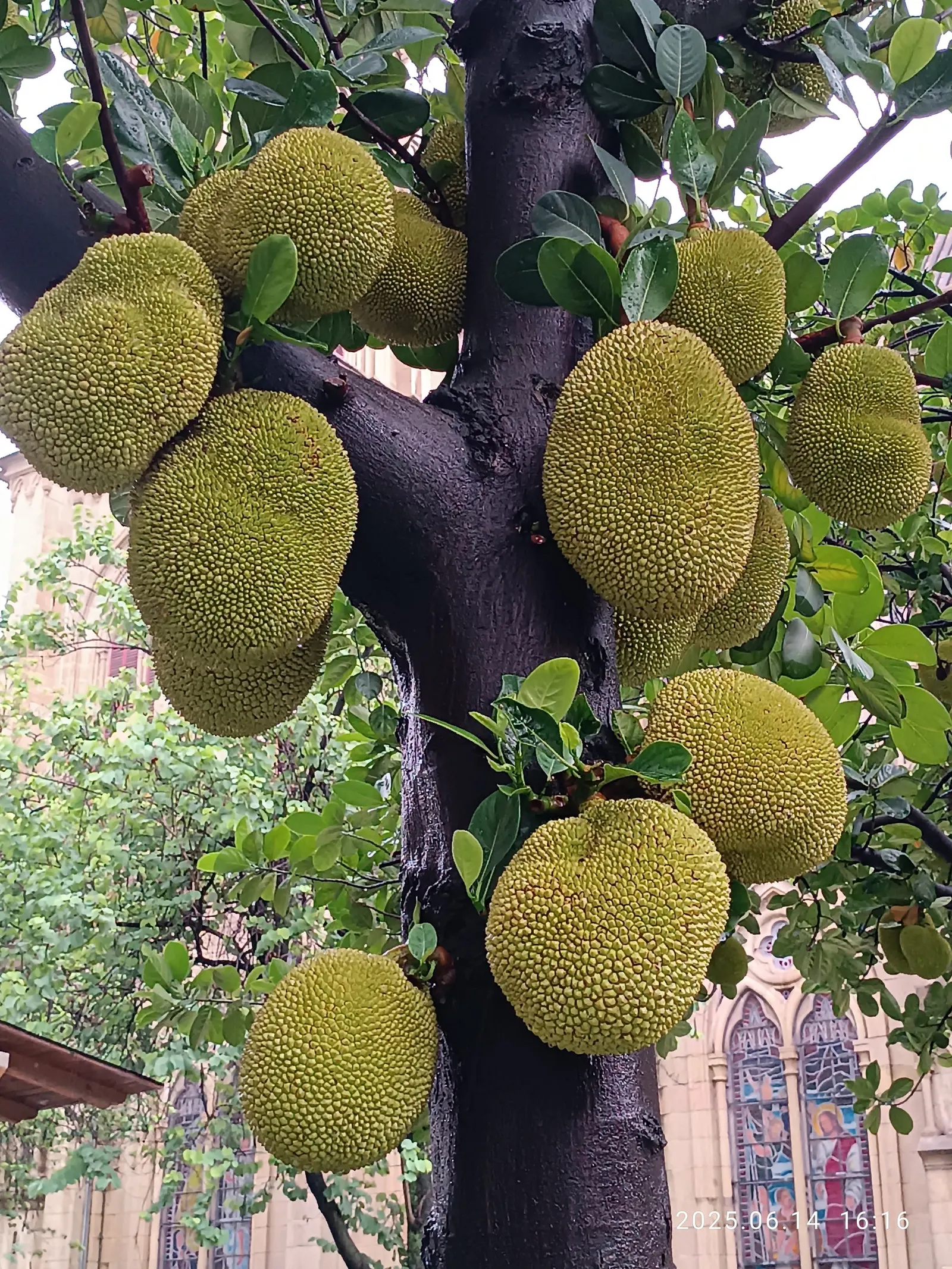 Jackfruit (Artocarpus Heterophyllus) — commonly known as Jackfruit; the tree produces massive fruits, often weighing 10 to 50 pounds, with a bumpy, green