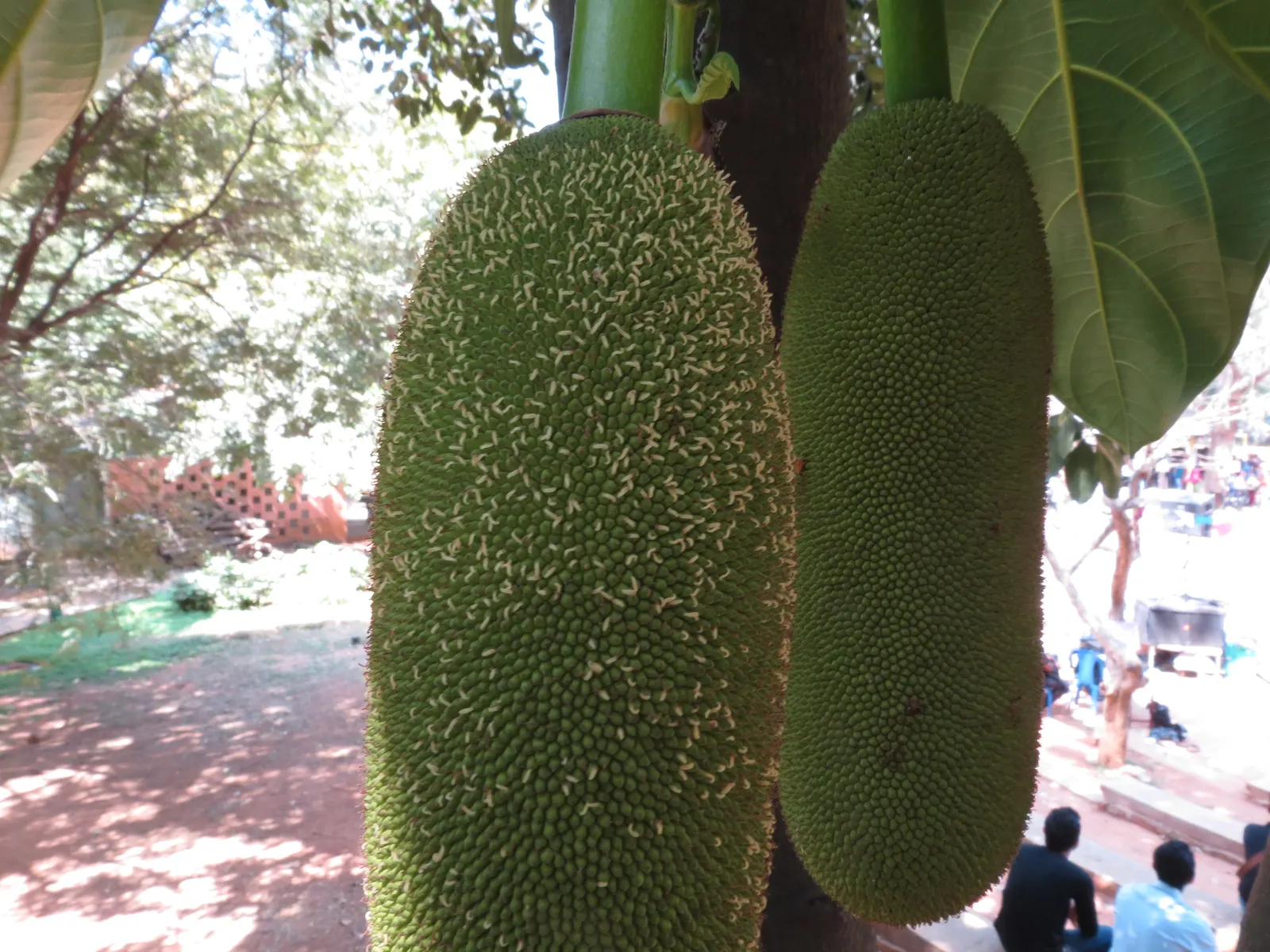 Jackfruit (Artocarpus Heterophyllus) — tree with green blooms; the massive jackfruit can weigh anywhere from 10 to 60 pounds and can grow up to 35 inches in