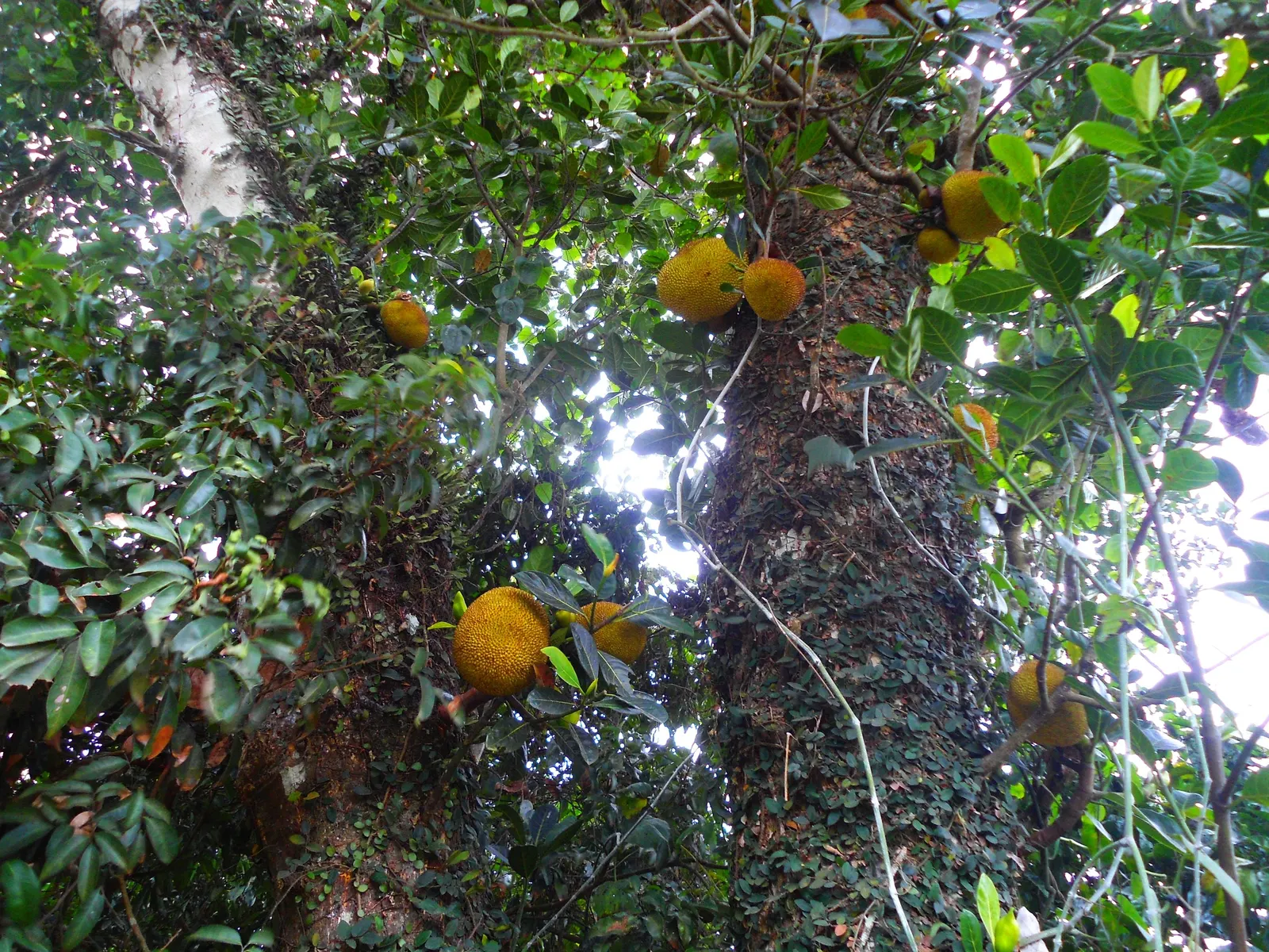 Jackfruit (Artocarpus Heterophyllus) — Prefers well-drained soil; jackfruit is noteworthy for its versatile, image 57