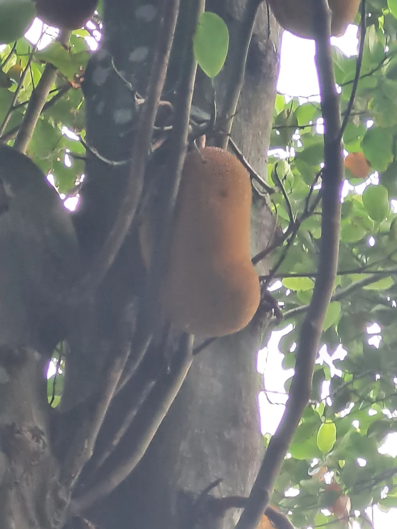 Jackfruit (Artocarpus Heterophyllus) — it serves as a focal point specimen or as part of a tropical-themed garden; tree for full, image 71