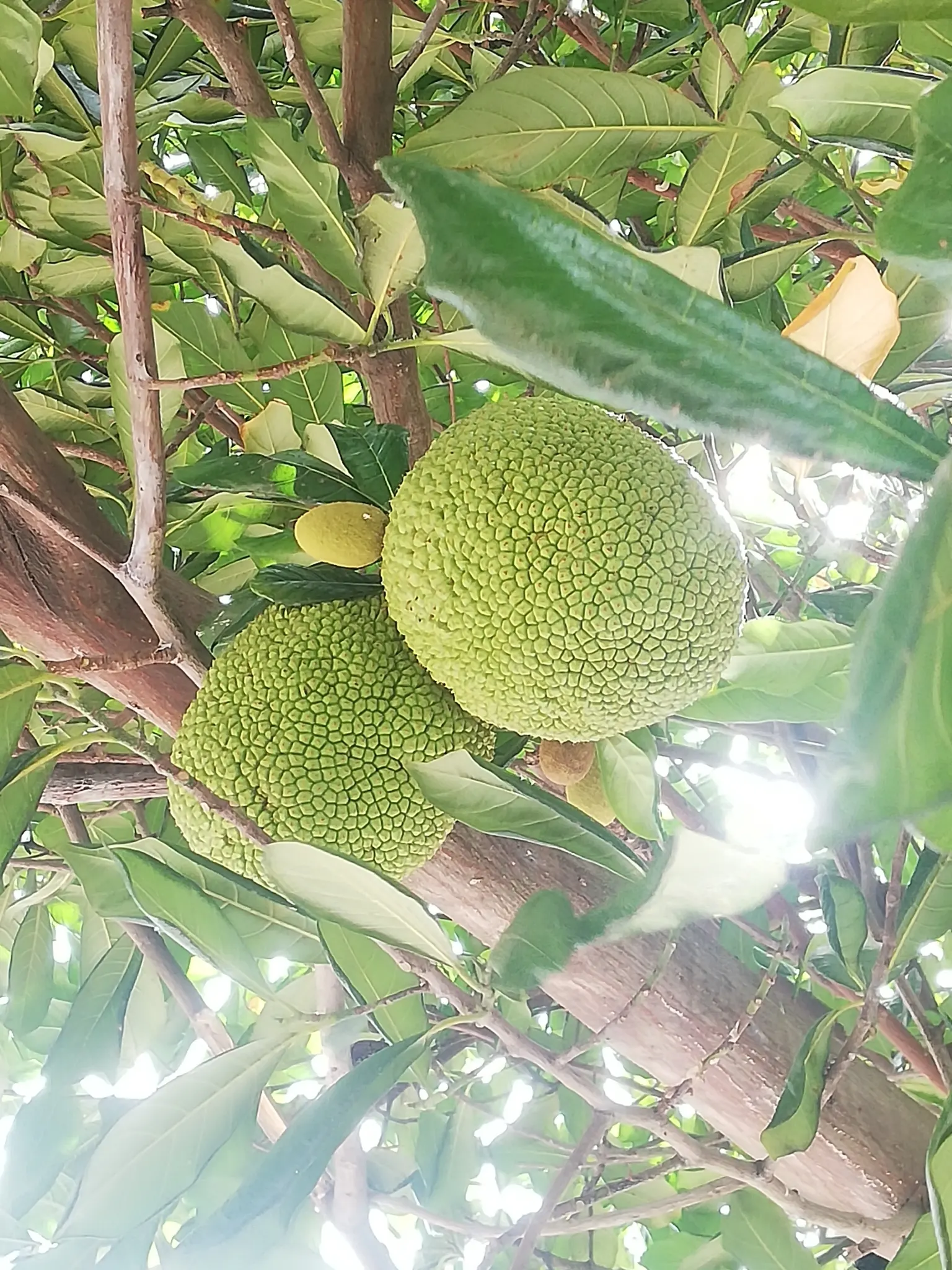 Jackfruit (Artocarpus Heterophyllus) — its flesh is sweet and aromatic; reaching heights of up to 30 to 70 feet with a canopy spread up to 40 feet, image 69