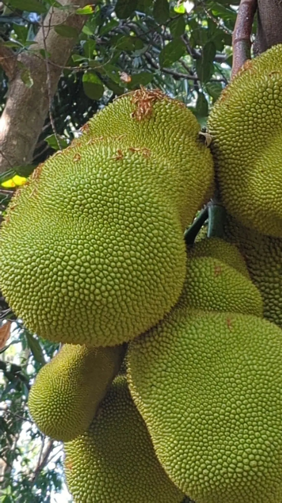 Jackfruit (Artocarpus Heterophyllus) — green flowers in the garden