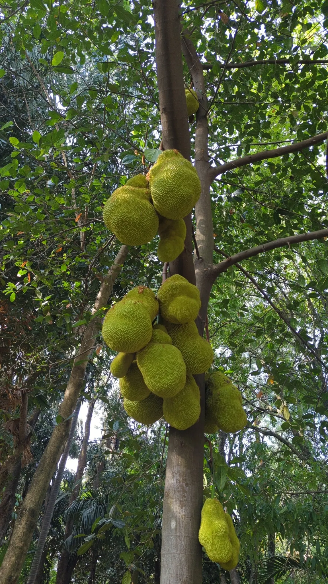 Jackfruit (Artocarpus Heterophyllus) — Its large, dramatic leaves, spanning 6 to 9 inches long, provide a lush canopy; often enjoyed in culinary, image 81
