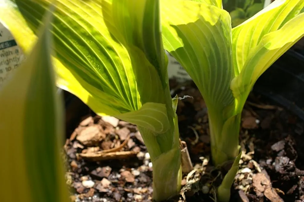 Aureomarginata Hosta (Hosta Montana 'Aureomarginata') — heart-shaped leaves that can reach up to 10 inches in length and 8 inches wide