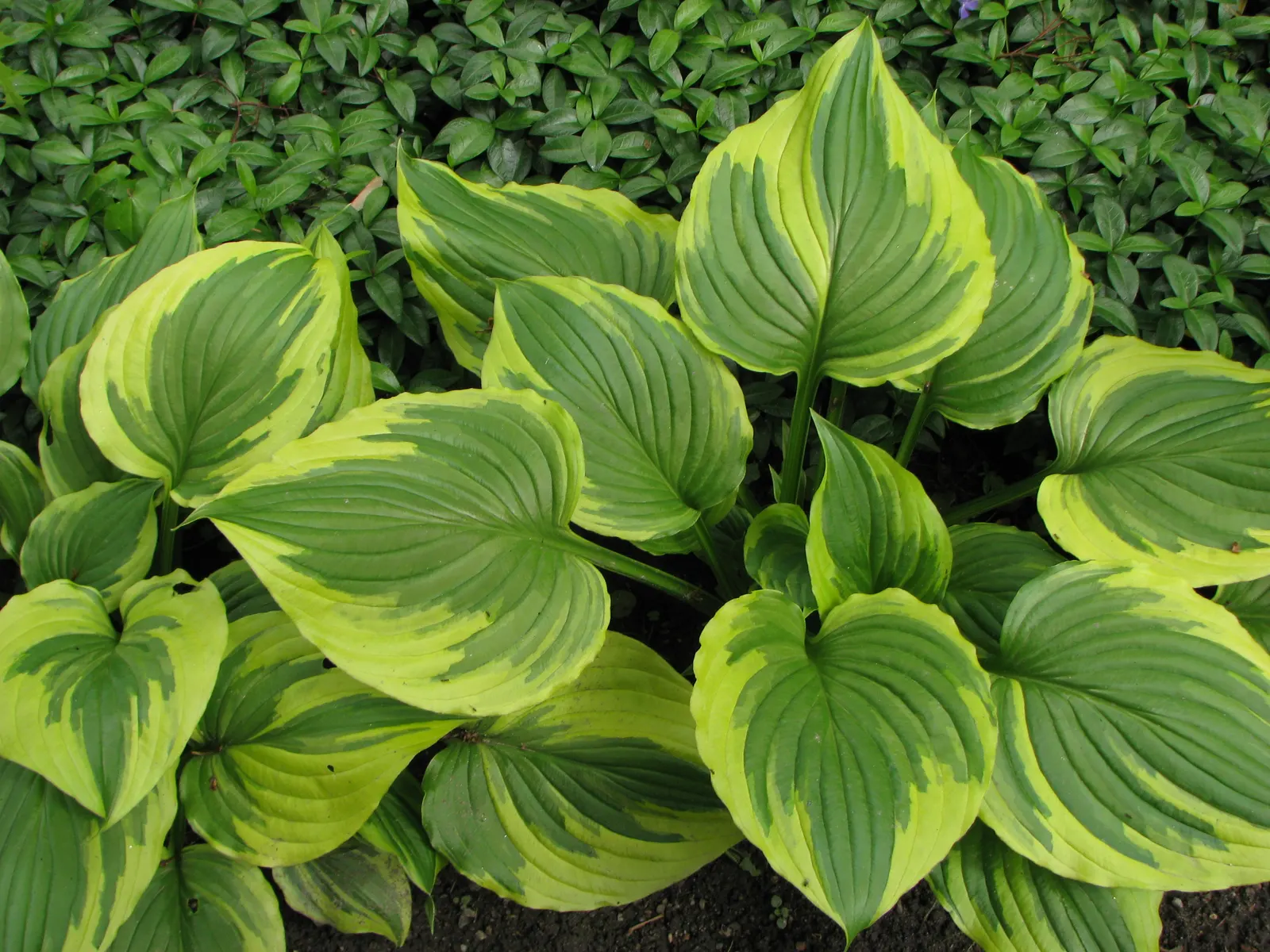 Aureomarginata Hosta (Hosta Montana 'Aureomarginata') — This shade-tolerant hosta produces tall scapes of lavender flowers in midsummer