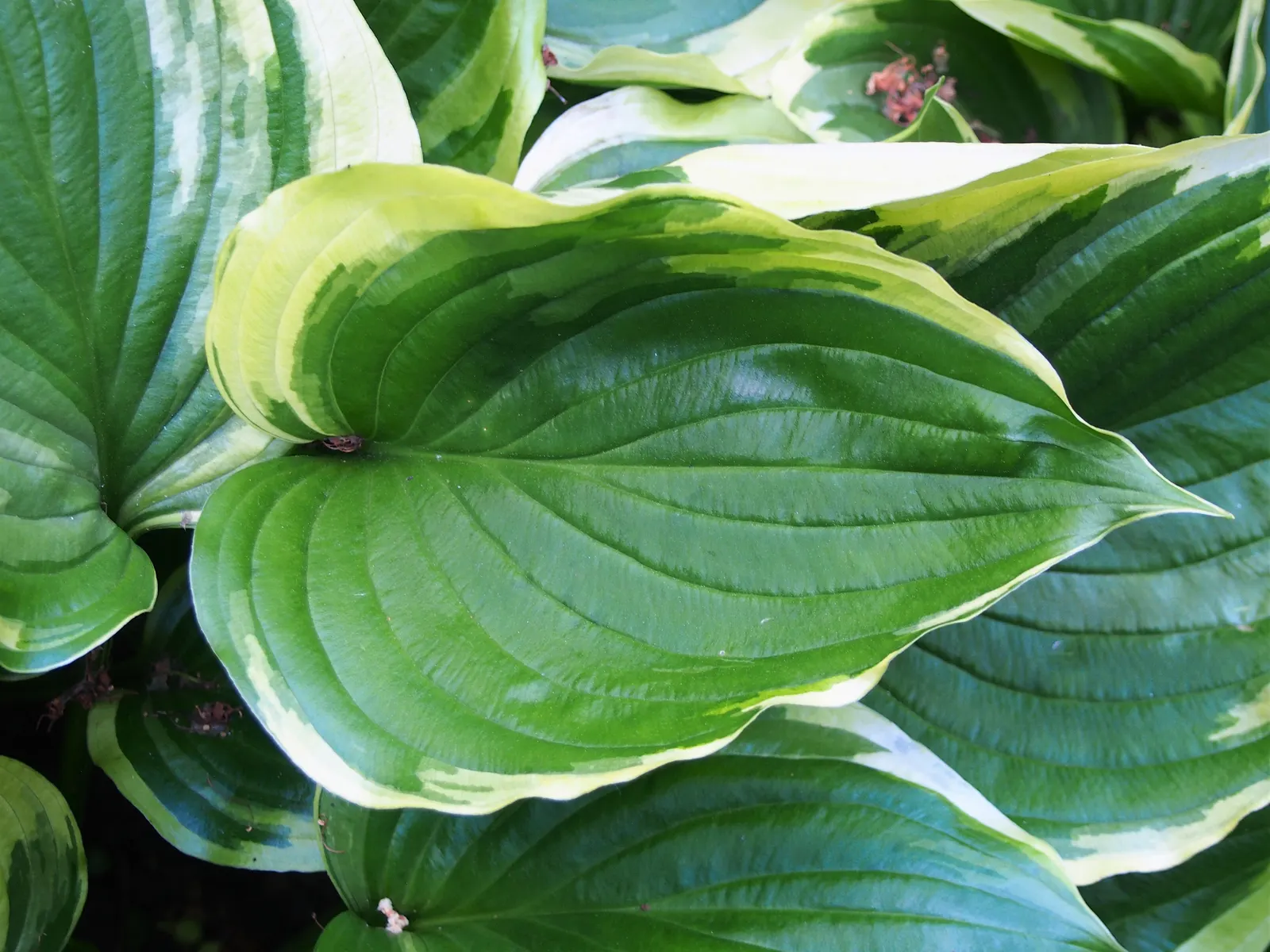 Aureomarginata Hosta (Hosta Montana 'Aureomarginata') — Its vibrant foliage provides excellent ground cover