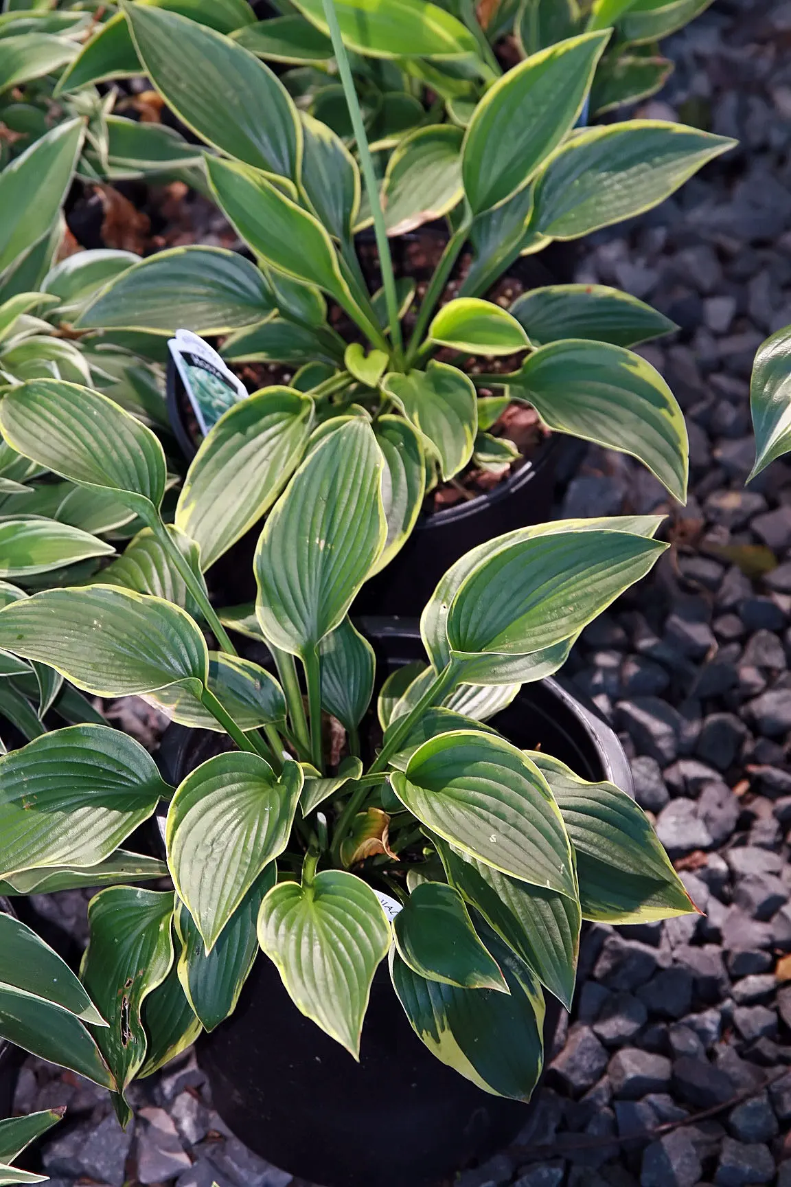 Aureomarginata Hosta (Hosta Montana 'Aureomarginata') — perfect for adding a lush