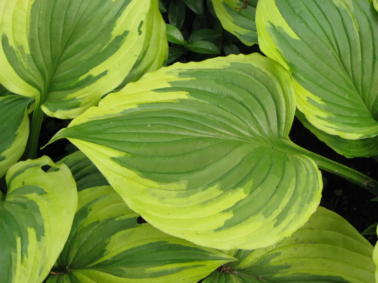 Aureomarginata Hosta (Hosta Montana 'Aureomarginata') — with minimal maintenance required