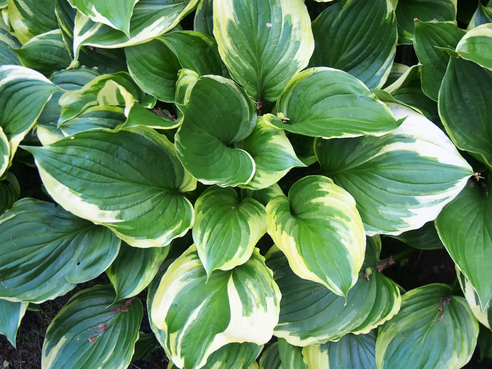 Aureomarginata Hosta (Hosta Montana 'Aureomarginata') — creating a lush tapestry for shaded garden areas or borders