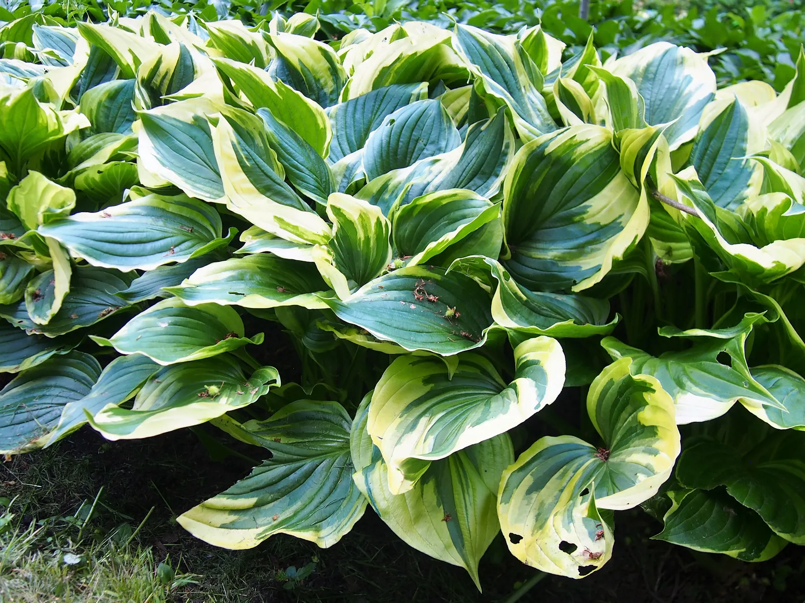 Aureomarginata Hosta (Hosta Montana 'Aureomarginata') — The Aureomarginata Hosta (Hosta montana 'Aureomarginata') is a stately and resilient perennial