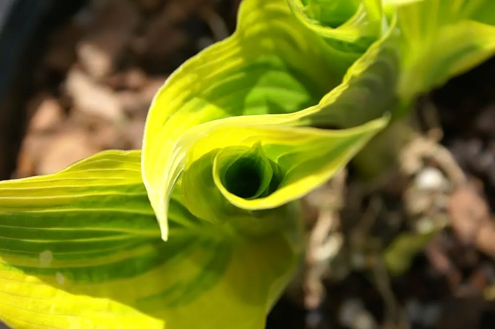 Aureomarginata Hosta (Hosta Montana 'Aureomarginata') — textured presence to your garden landscape