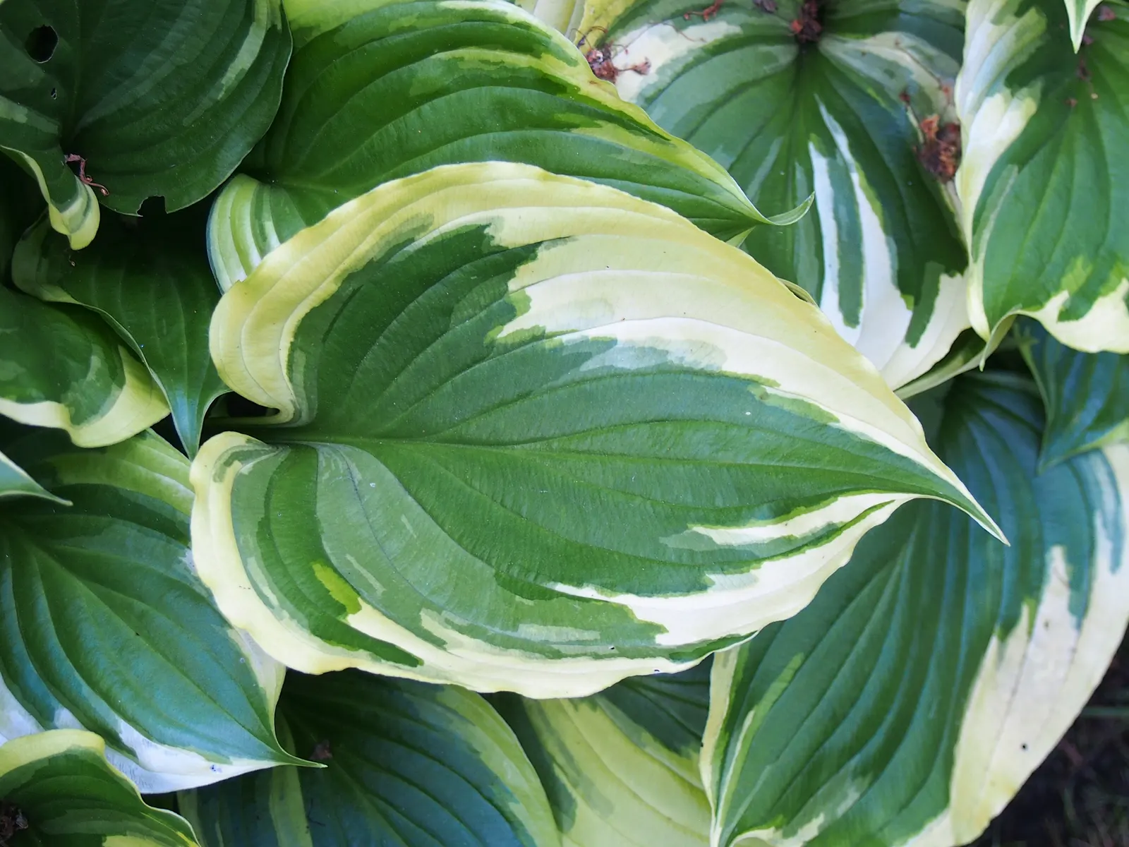 Aureomarginata Hosta (Hosta Montana 'Aureomarginata') — It matures to approximately 24 inches tall and spreads up to 48 inches wide