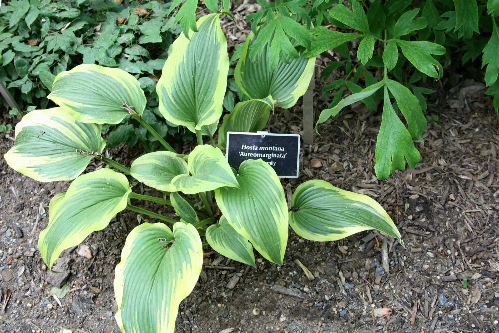 Aureomarginata Hosta (Hosta Montana 'Aureomarginata') — boasting deep green centers and striking yellow margins